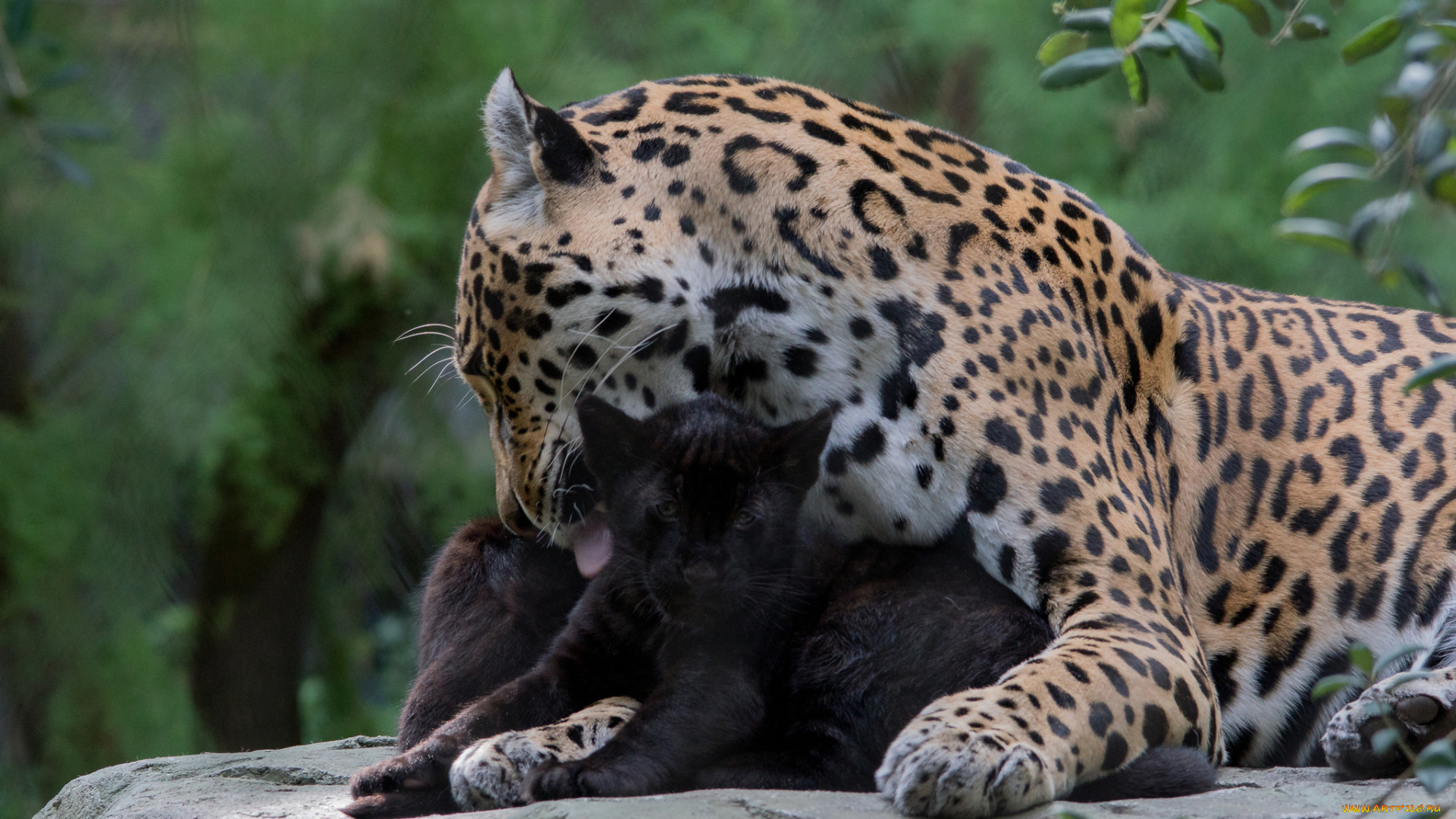 животные, Ягуары, мама, ягуары, зоо, природа, семья, малыш