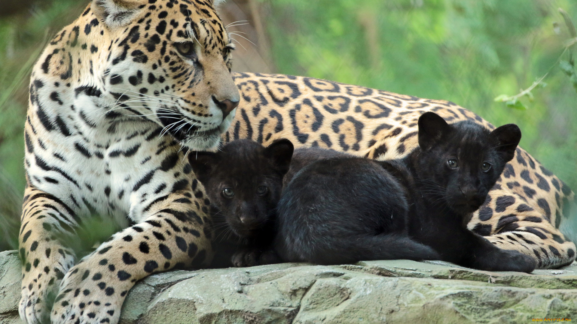 животные, Ягуары, природа, мама, ягуары, зоо, малыш, семья