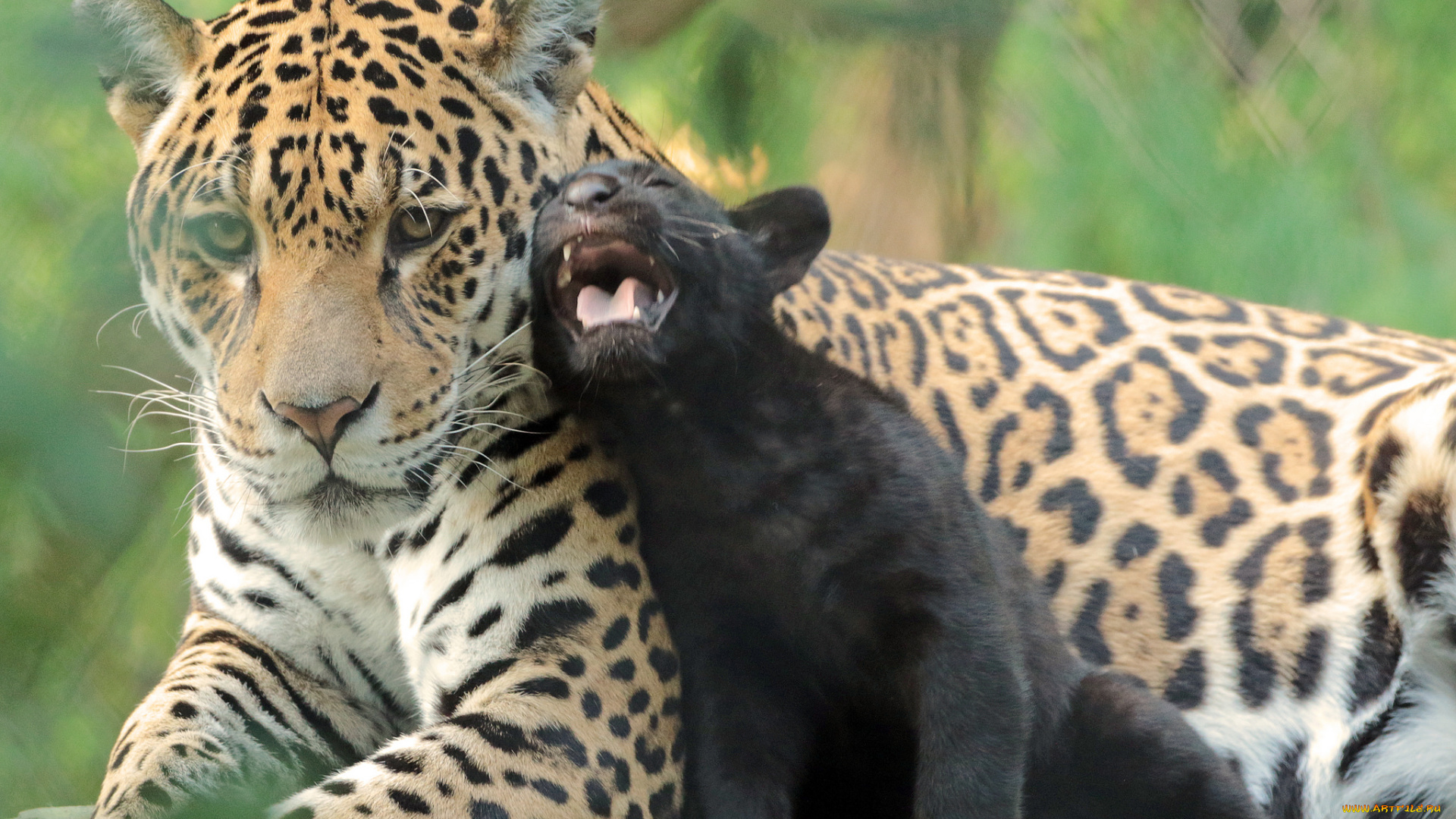 животные, Ягуары, семья, природа, зоо, малыш, мама, ягуары