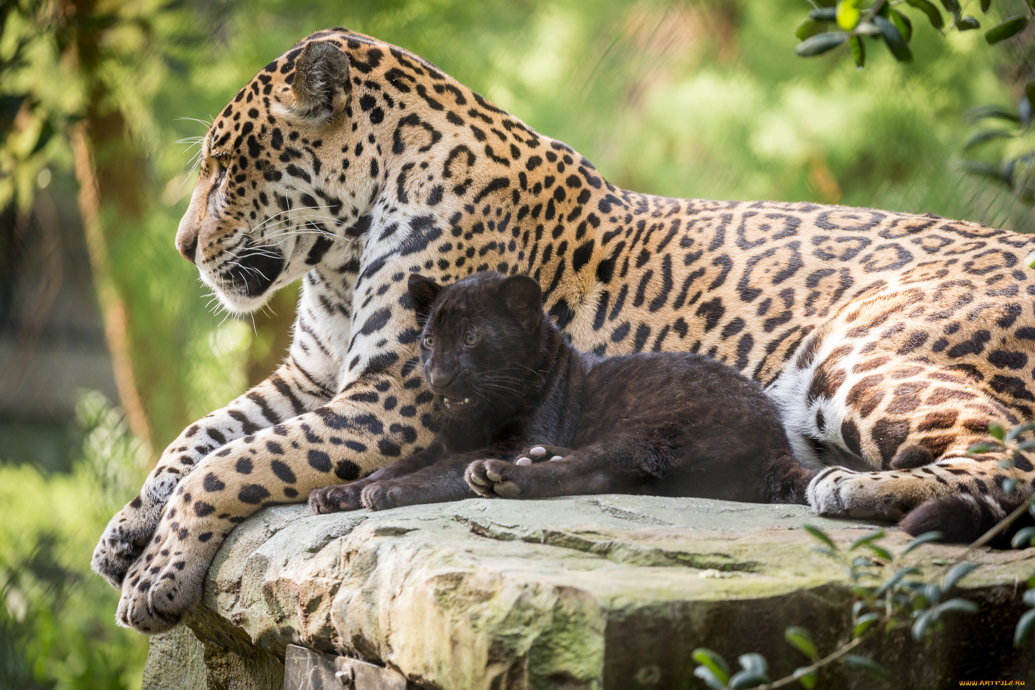 животные, Ягуары, ягуары, семья, природа, малыш, мама, зоо