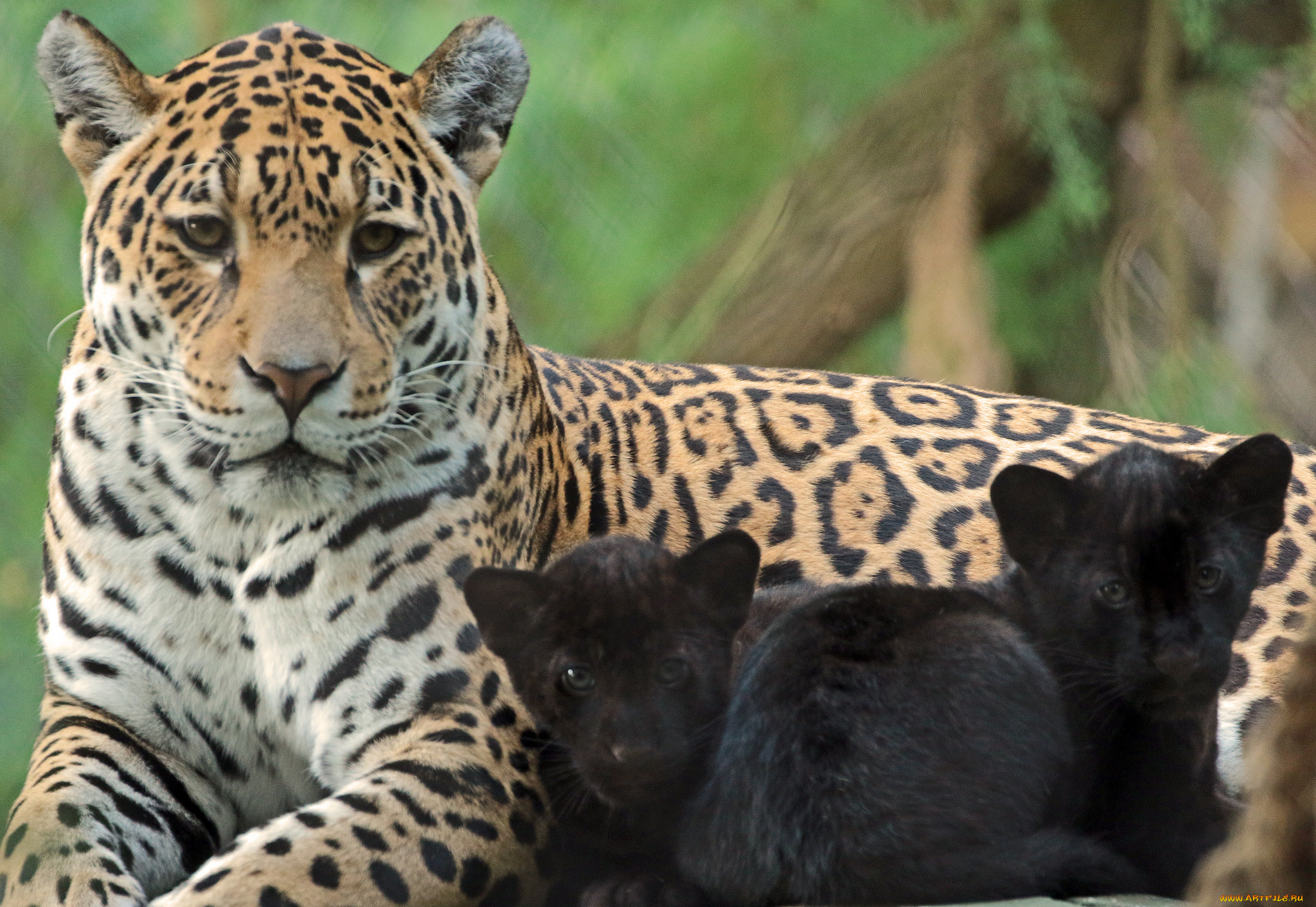 животные, Ягуары, зоо, природа, семья, малыш, мама, ягуары