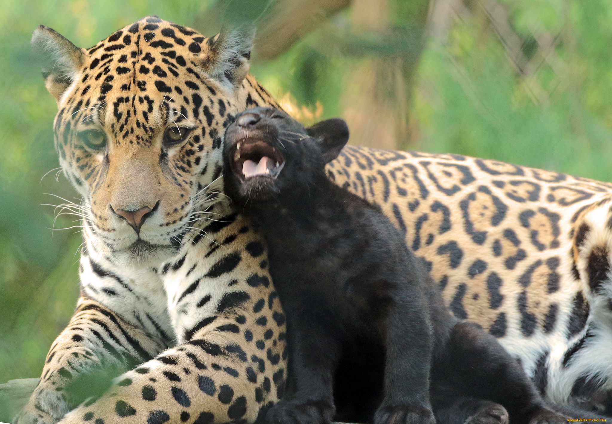 животные, Ягуары, семья, природа, зоо, малыш, мама, ягуары