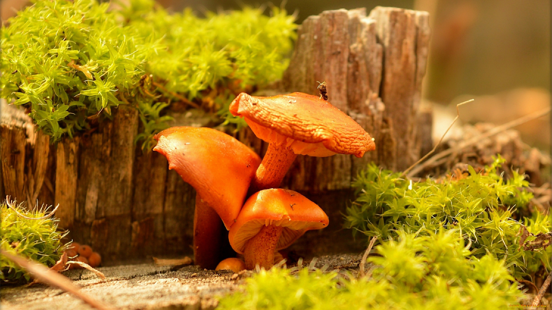 природа, грибы, mushrooms