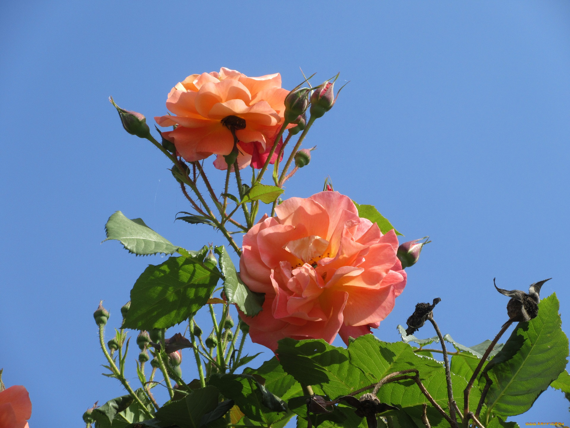 цветы, розы, весна, 2018
