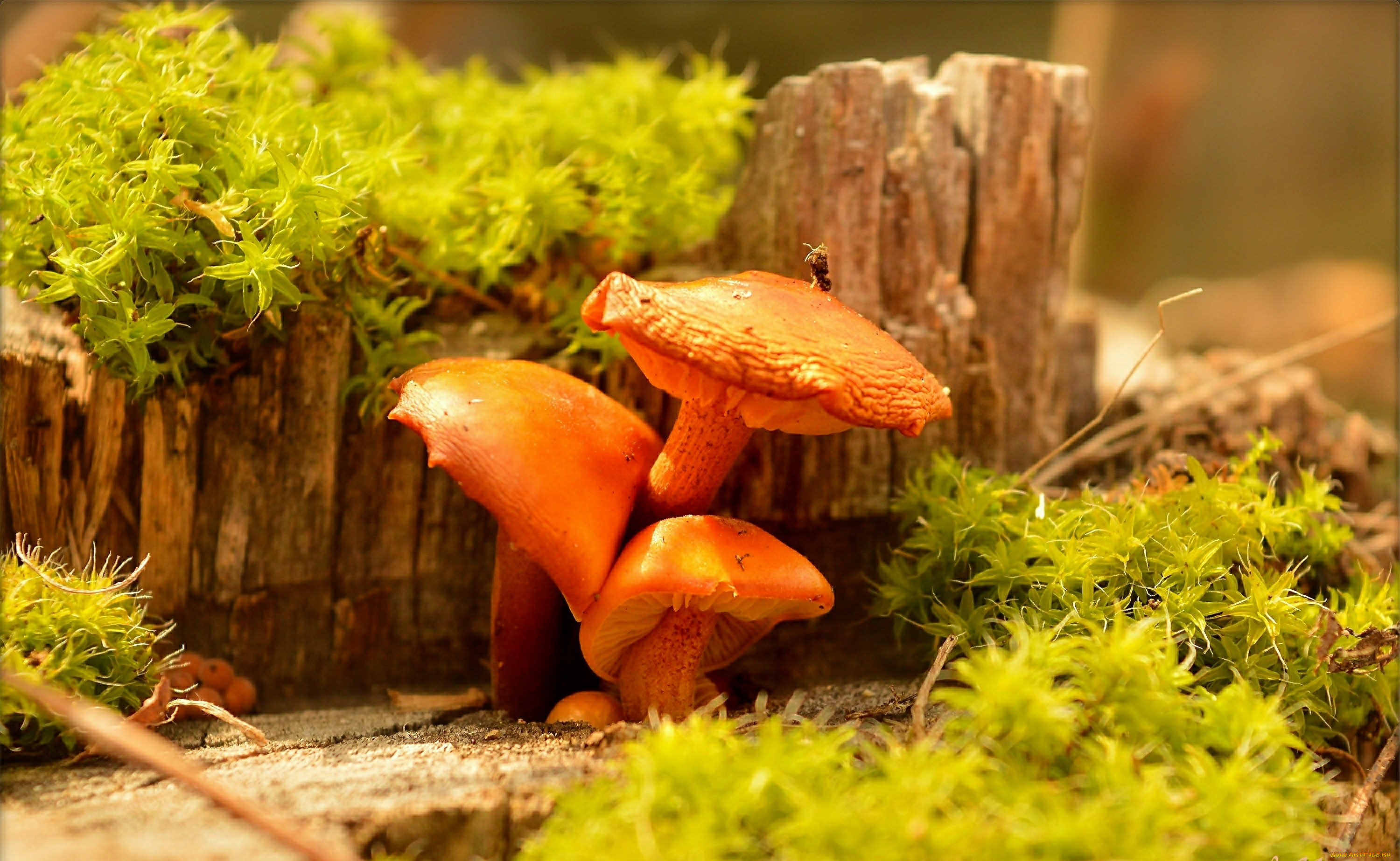 природа, грибы, mushrooms