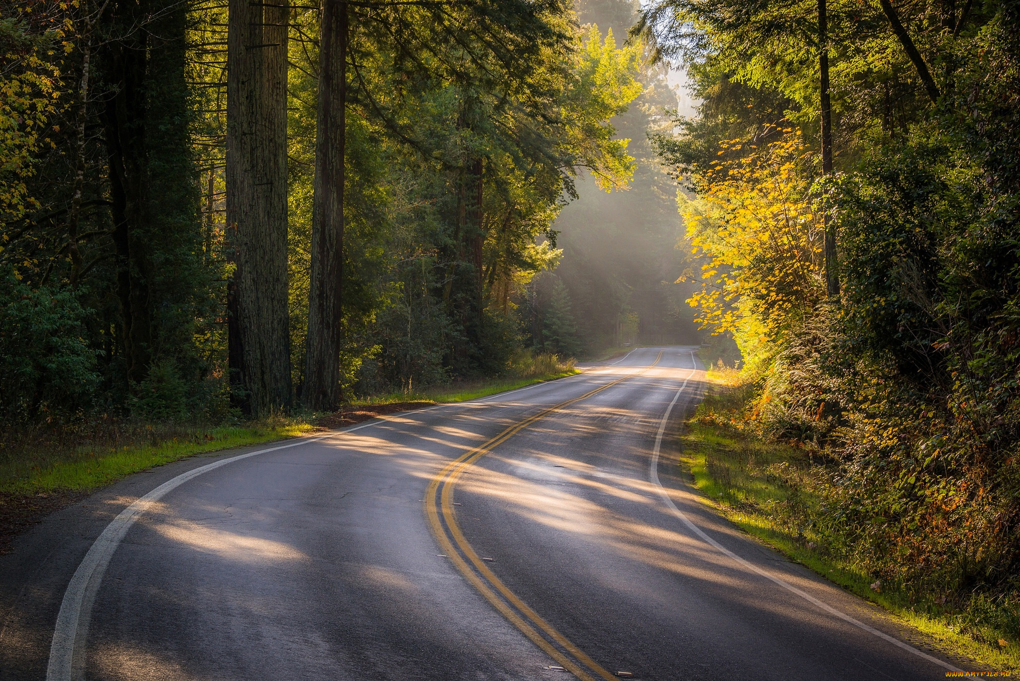 природа, пейзажи, дорога, осень, лес, деревья, калифорния, california, sonoma, county, bohemian, highway, сонома