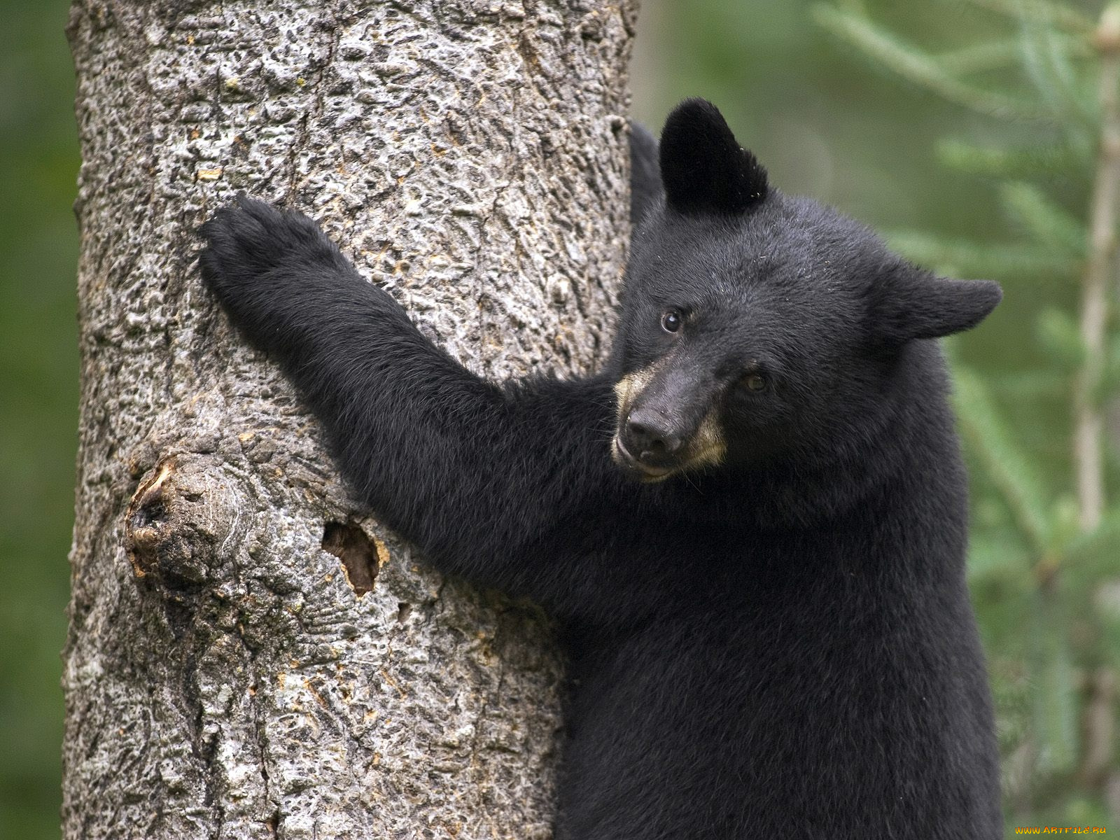 black, bear, cub, orr, minnesota, животные, медведи