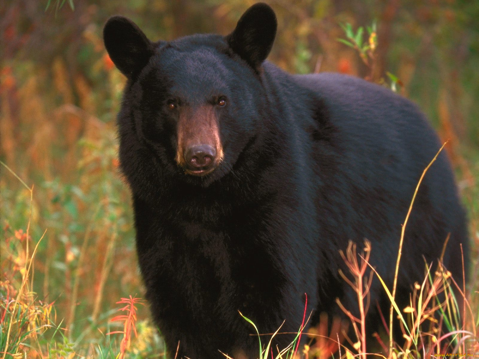 black, bear, tennessee, животные, медведи