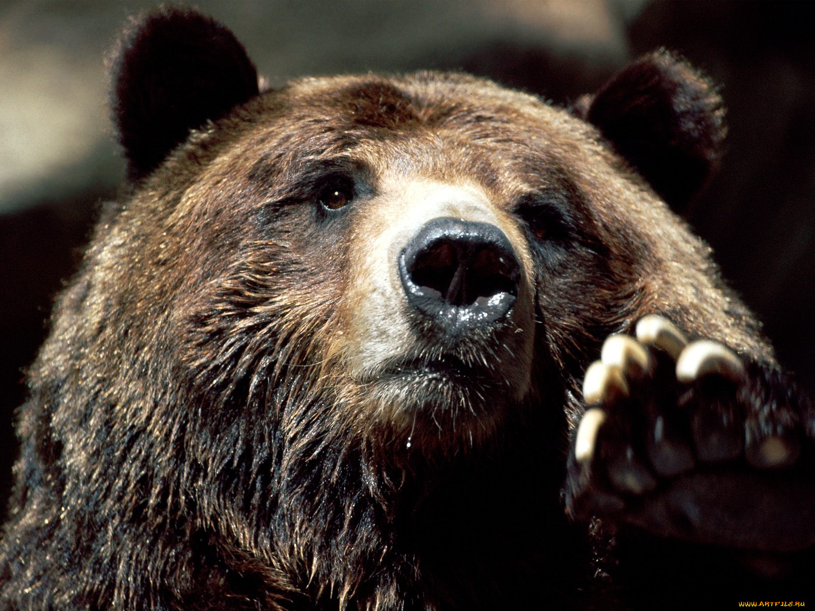 Мудрый медведь. Аляскинский бурый медведь. Браун Беар. Медведь Гризли. Грозный медведь Гризли.