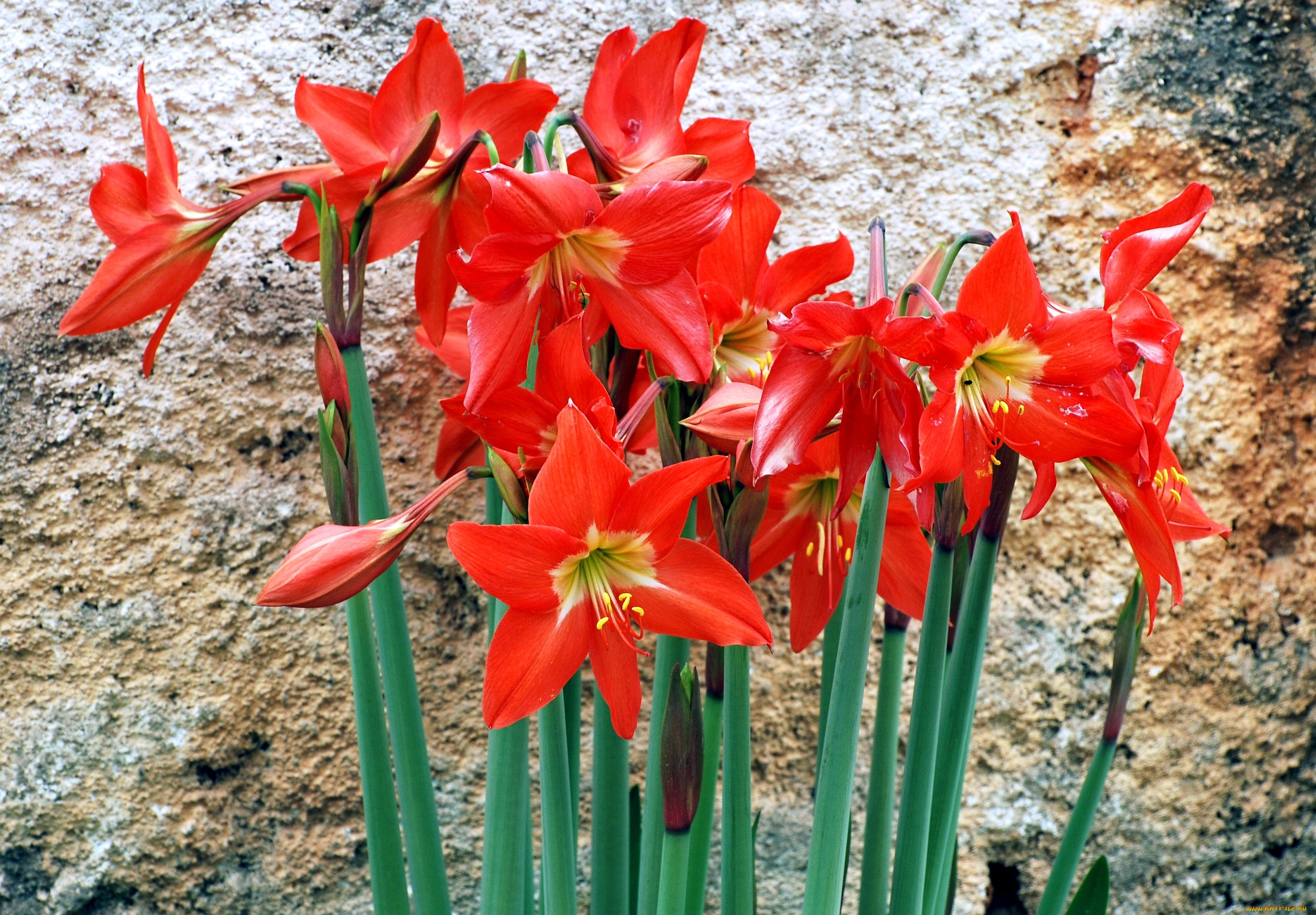 амарилис, цветы, амариллисы, гиппеаструмы, красный, стена