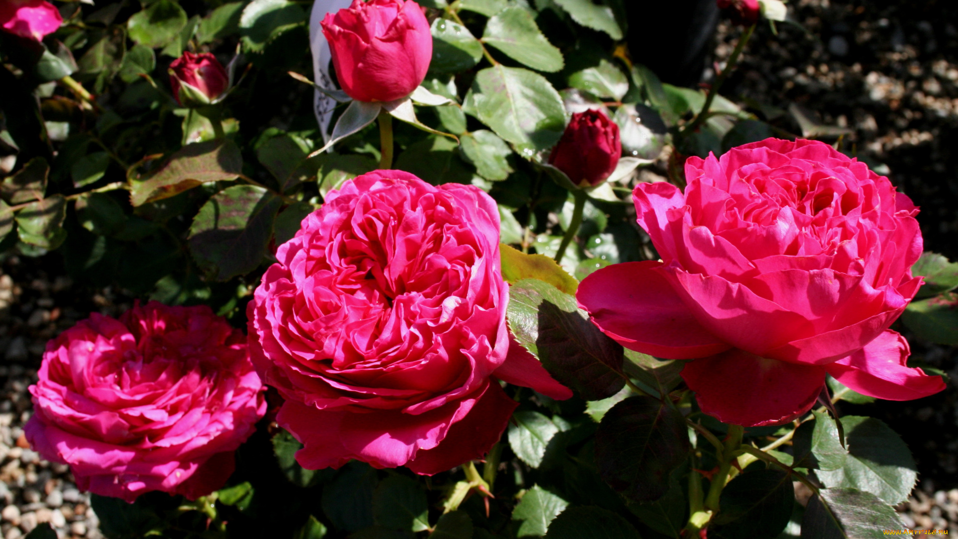 pink, traviata, цветы, розы, куст