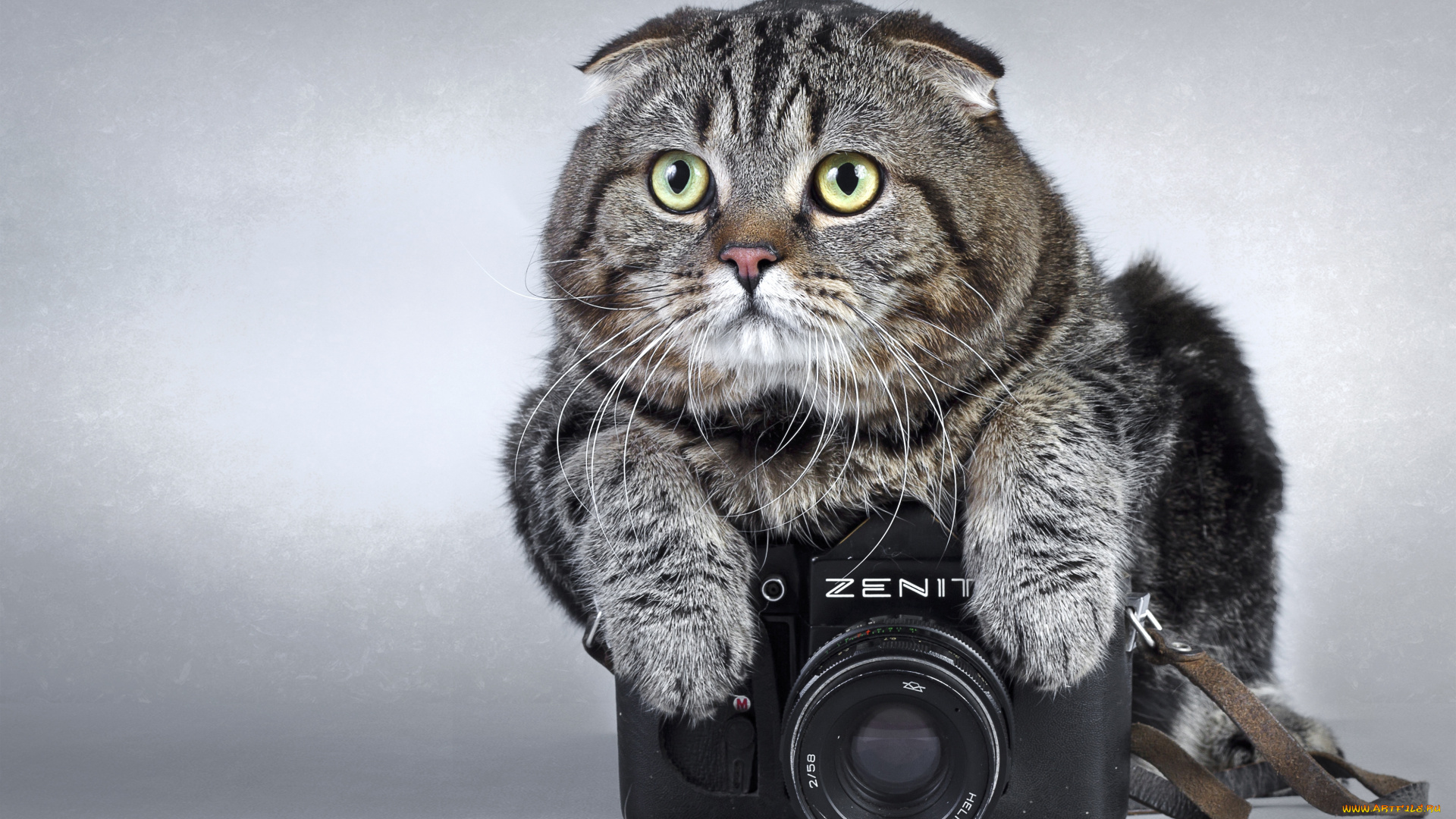 животные, коты, зенит, камера, zenit, фотоаппарат, кот
