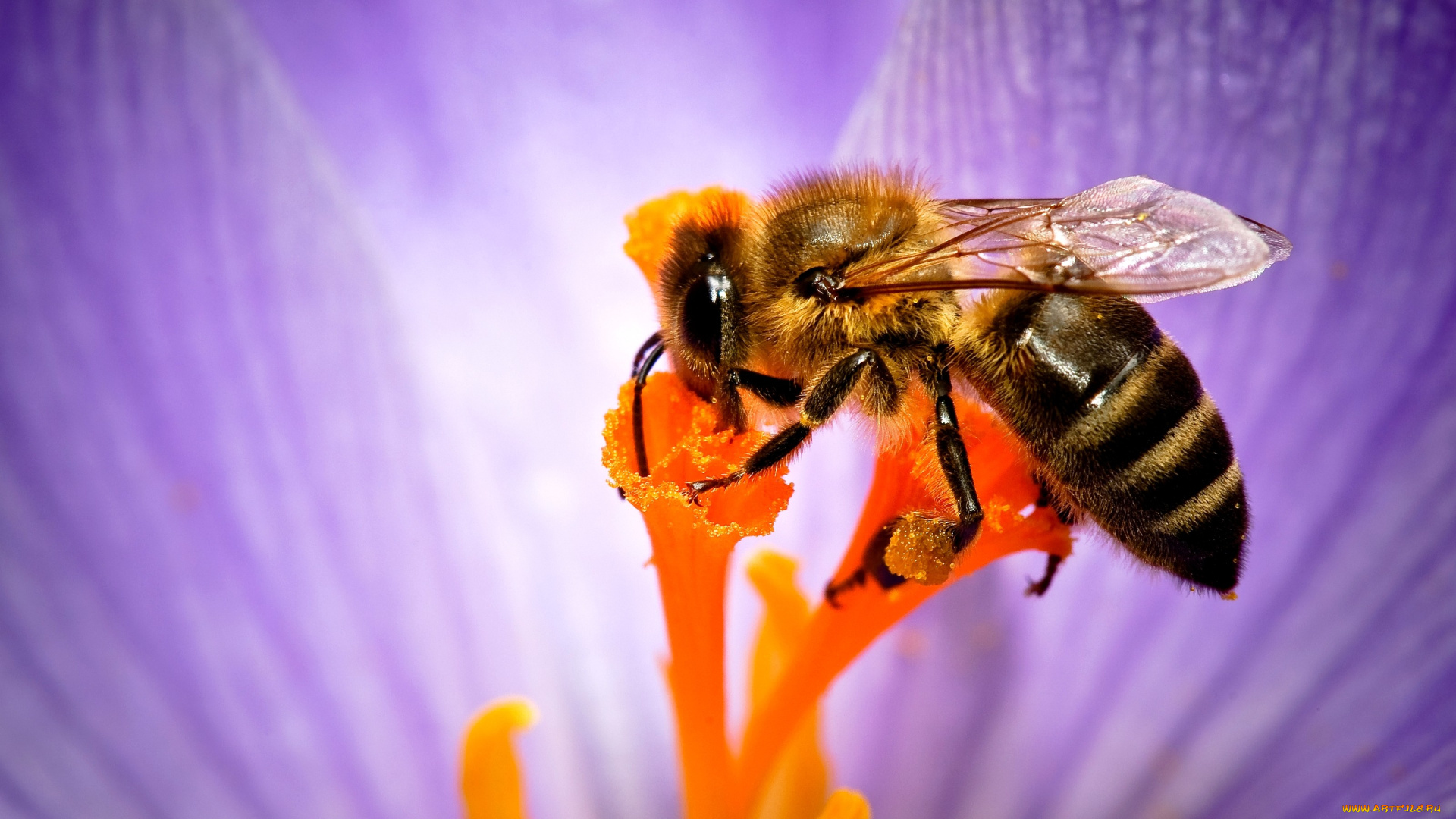 животные, пчелы, осы, шмели, макро, пчела