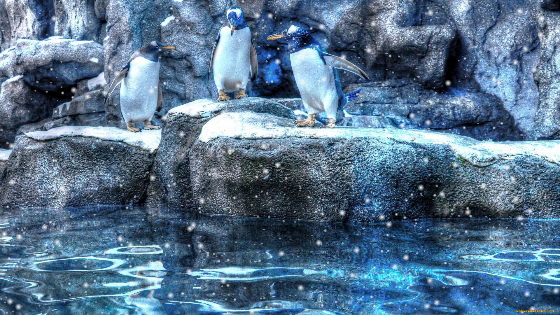 животные, пингвины, вода, камни, снег, hdr