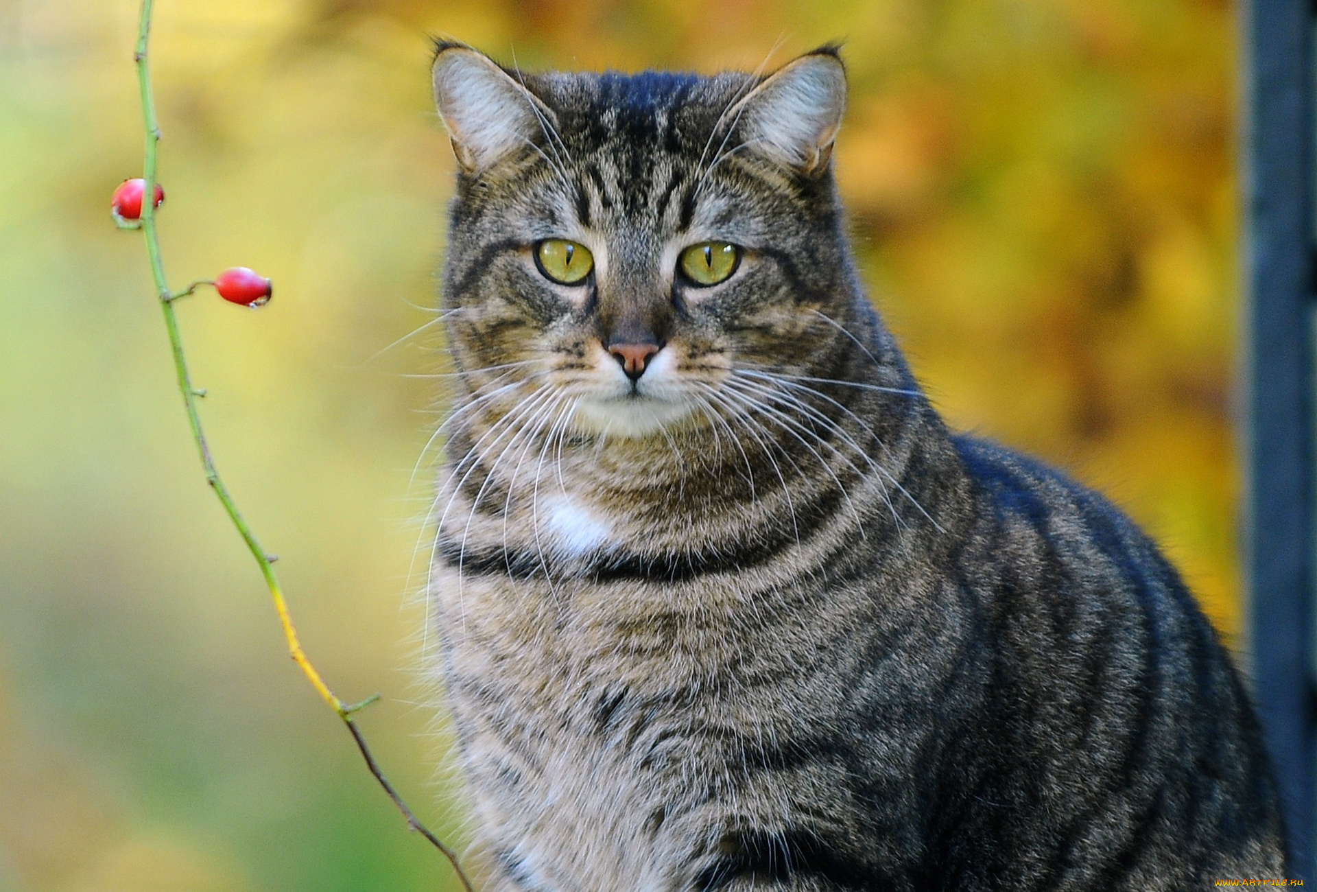 животные, коты, ягоды, ветка