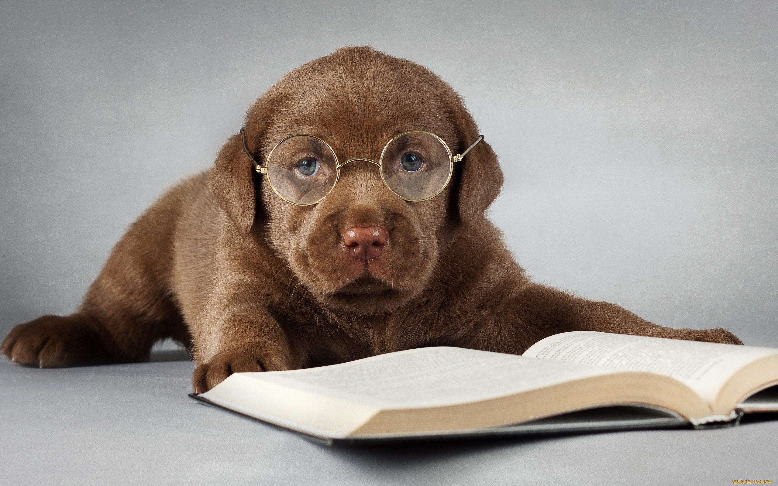 животные, собаки, очки, книга, лабрадор