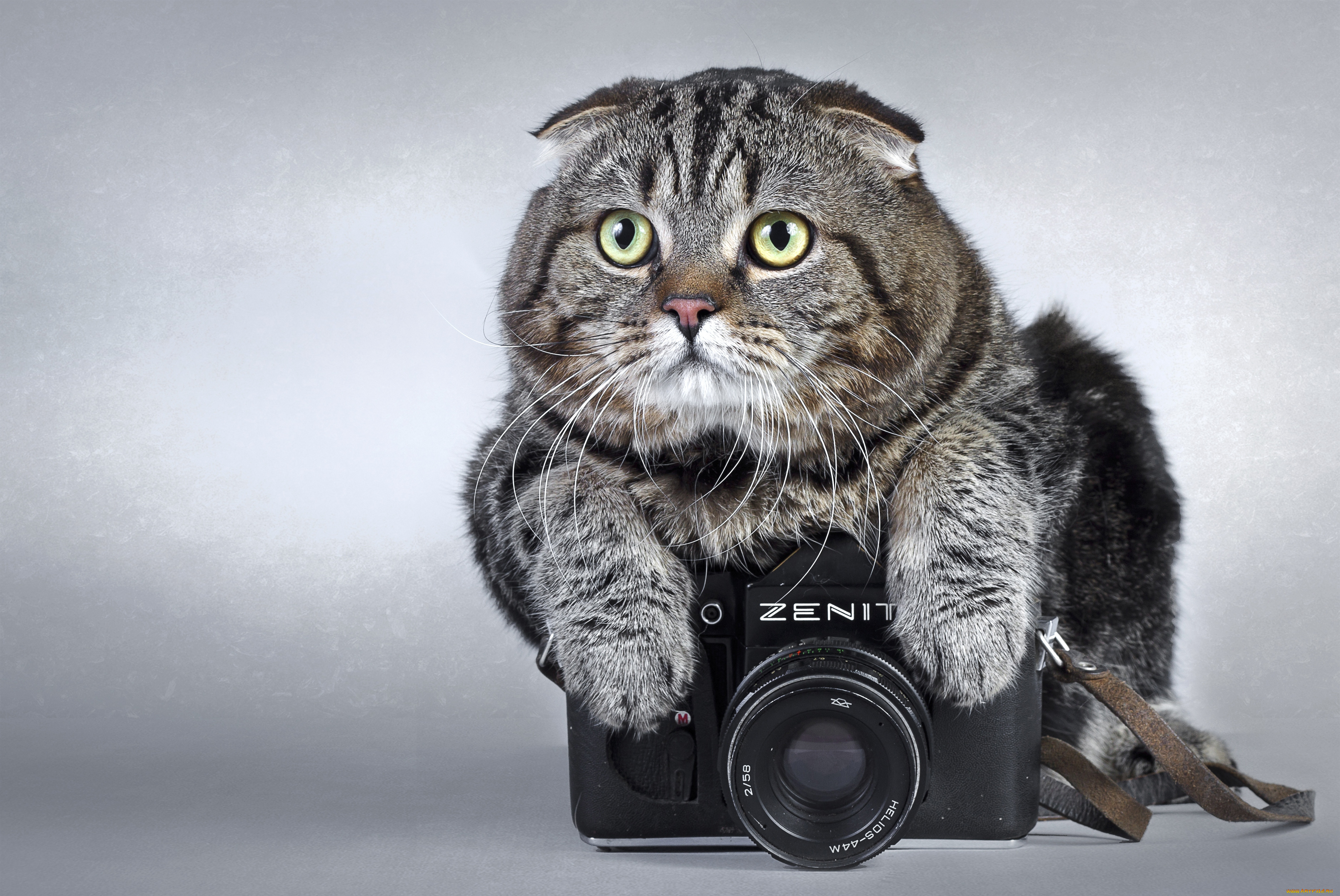 животные, коты, зенит, камера, zenit, фотоаппарат, кот