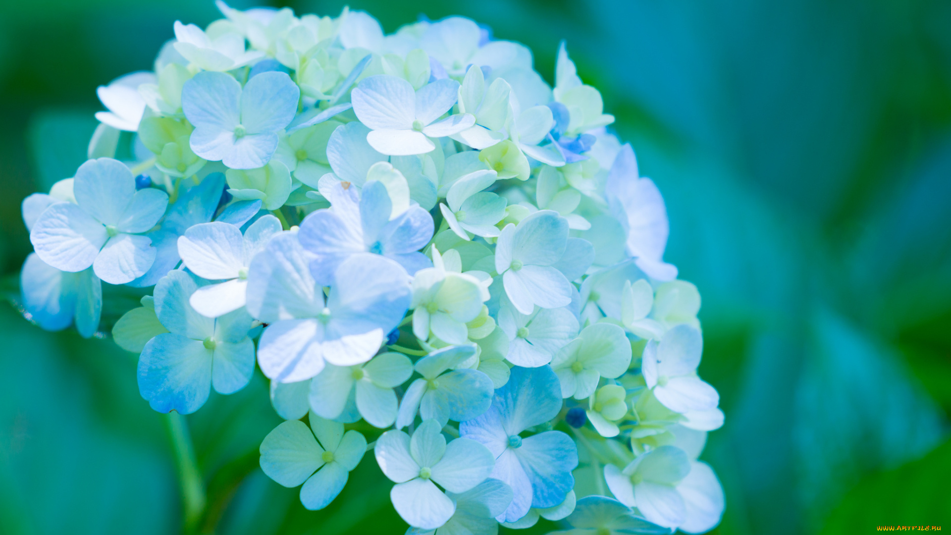 цветы, гортензия, лепестки, splendor, petals, цветки, голубая, flowers, blue, hydrangea, пышность