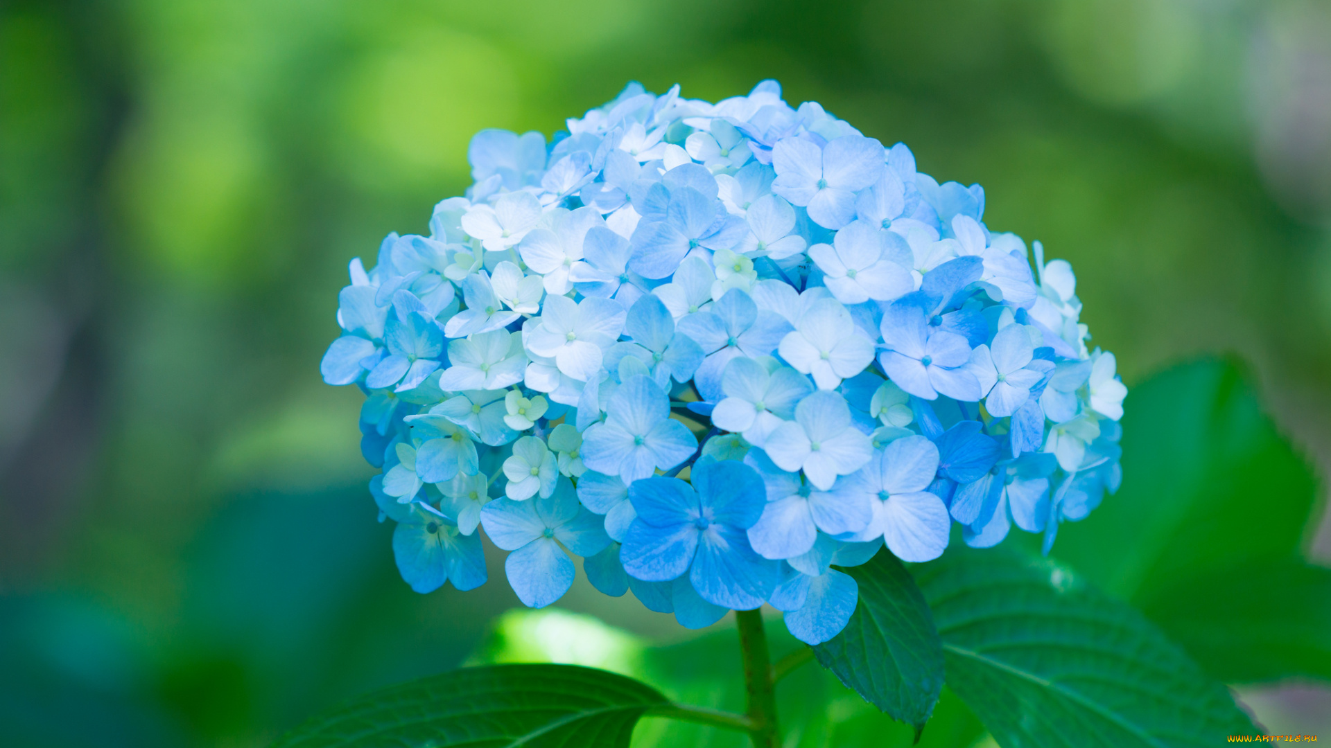 цветы, гортензия, splendor, пышность, лепестки, цветки, голубая, petals, flowers, blue, hydrangea