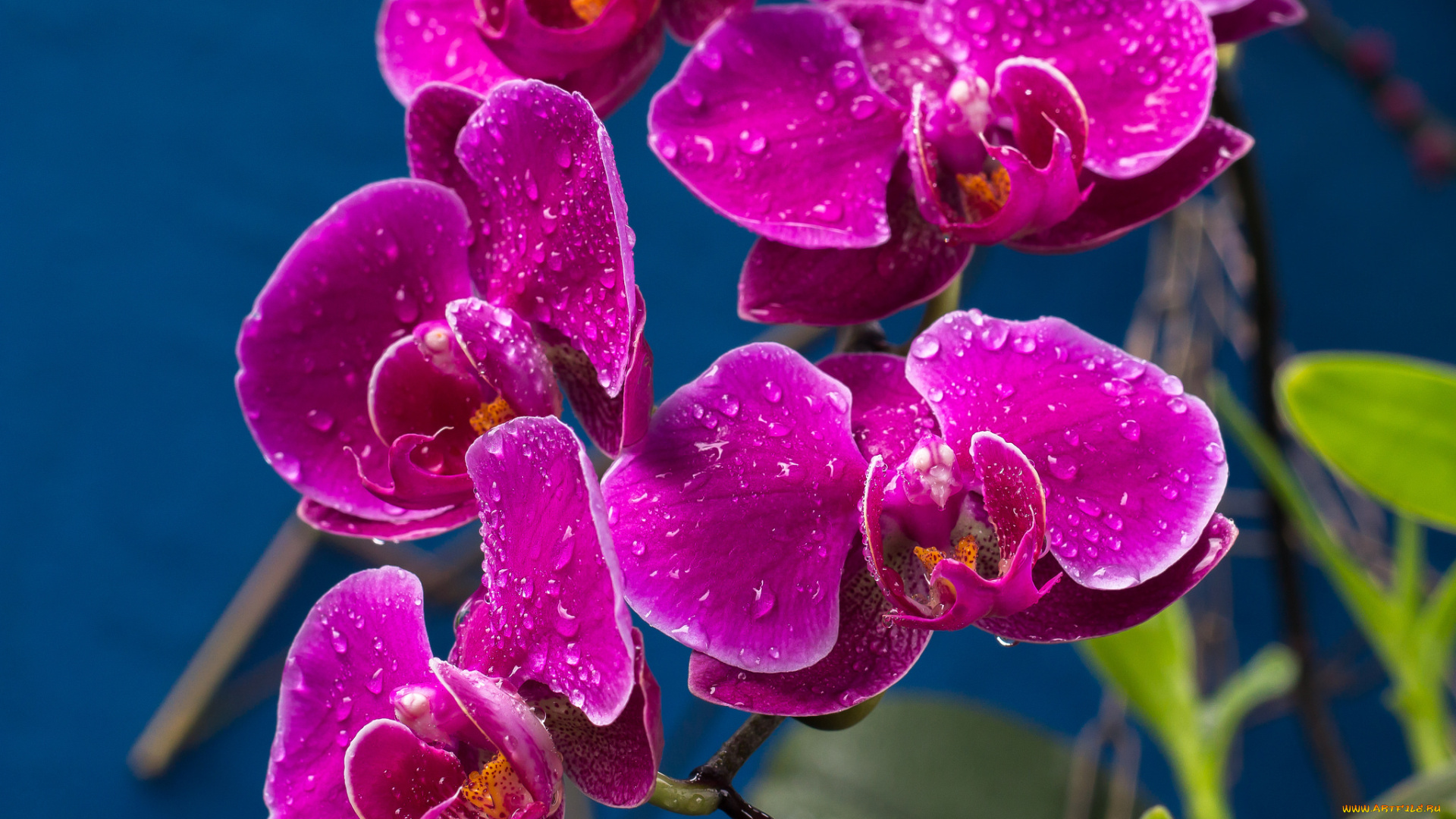цветы, орхидеи, лиловый, капли