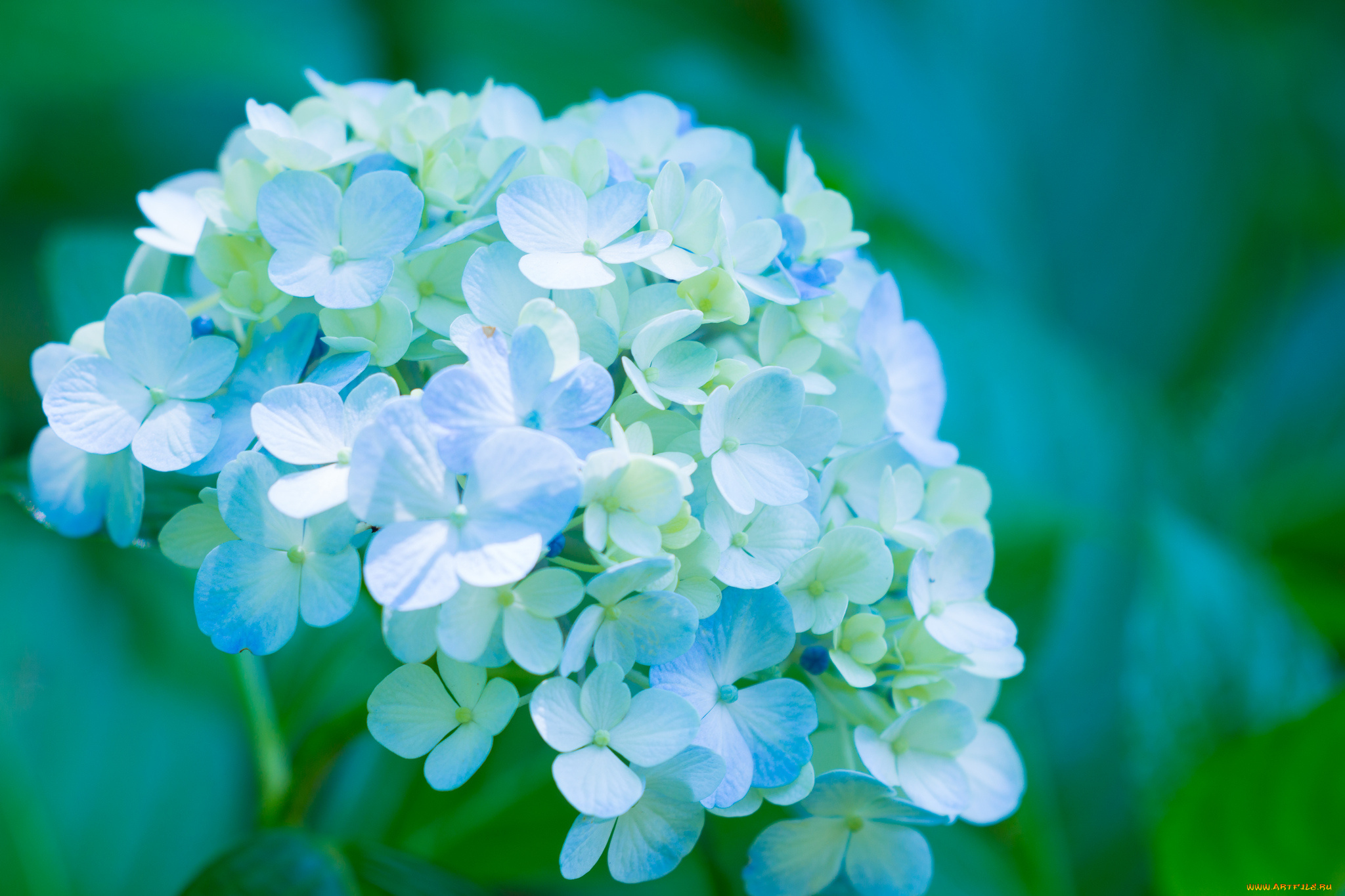 цветы, гортензия, лепестки, splendor, petals, цветки, голубая, flowers, blue, hydrangea, пышность
