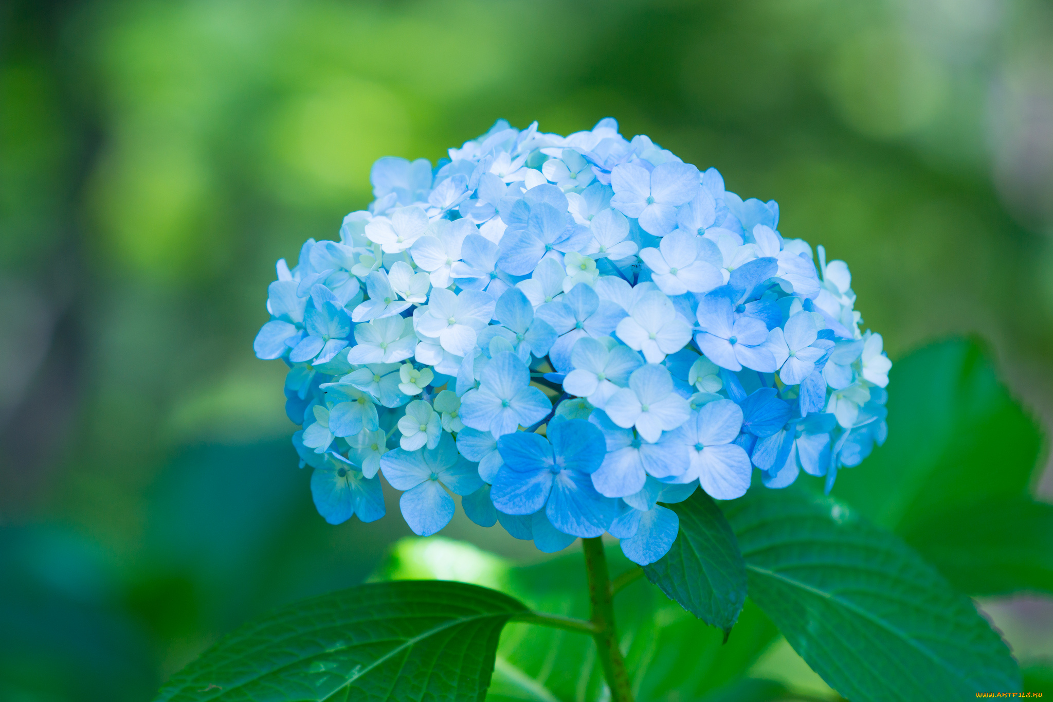 цветы, гортензия, splendor, пышность, лепестки, цветки, голубая, petals, flowers, blue, hydrangea