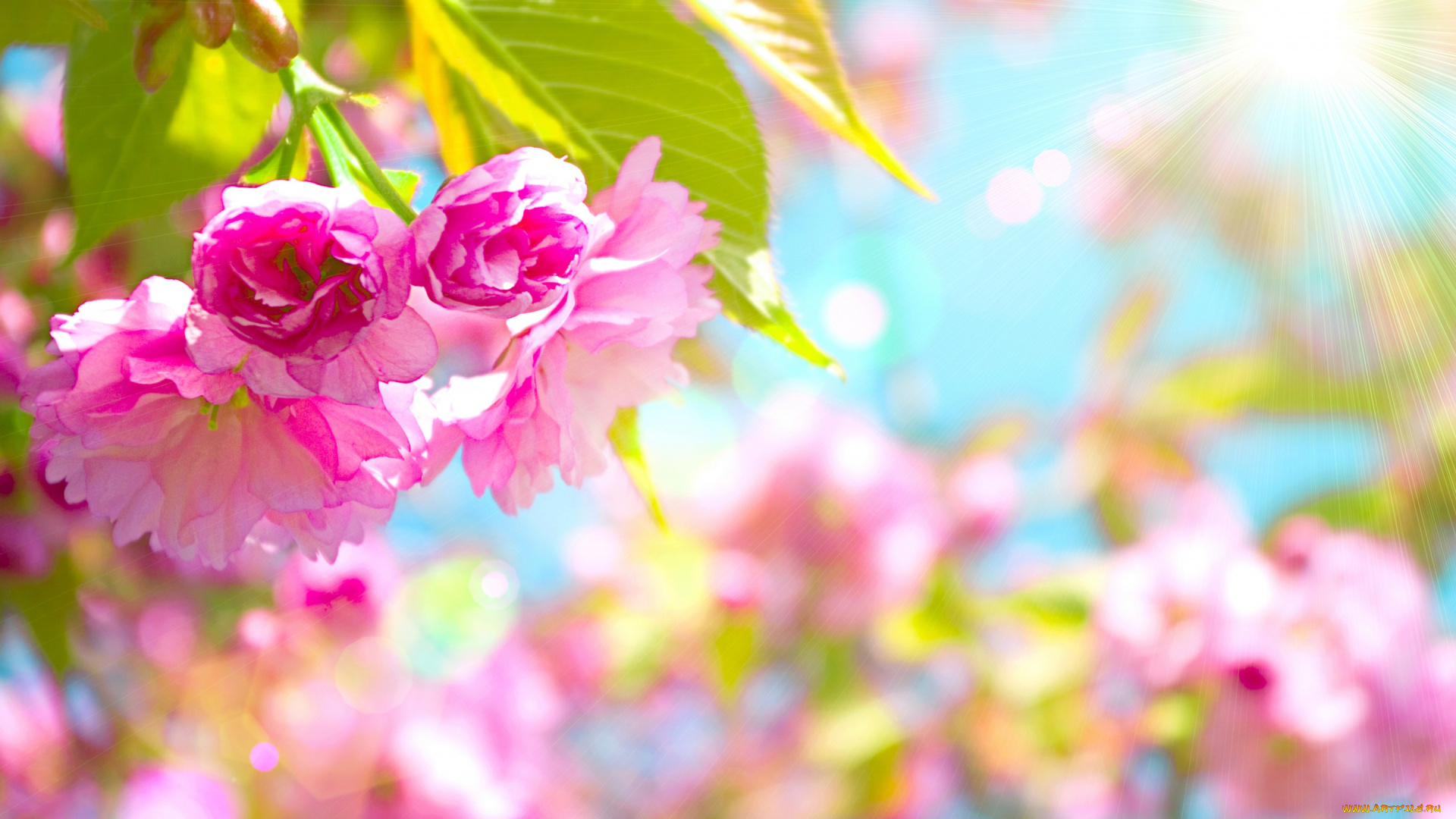 цветы, сакура, , вишня, cherry, blossom, тайвань, розовый, вишни, pink, sakura, taiwan, flowers