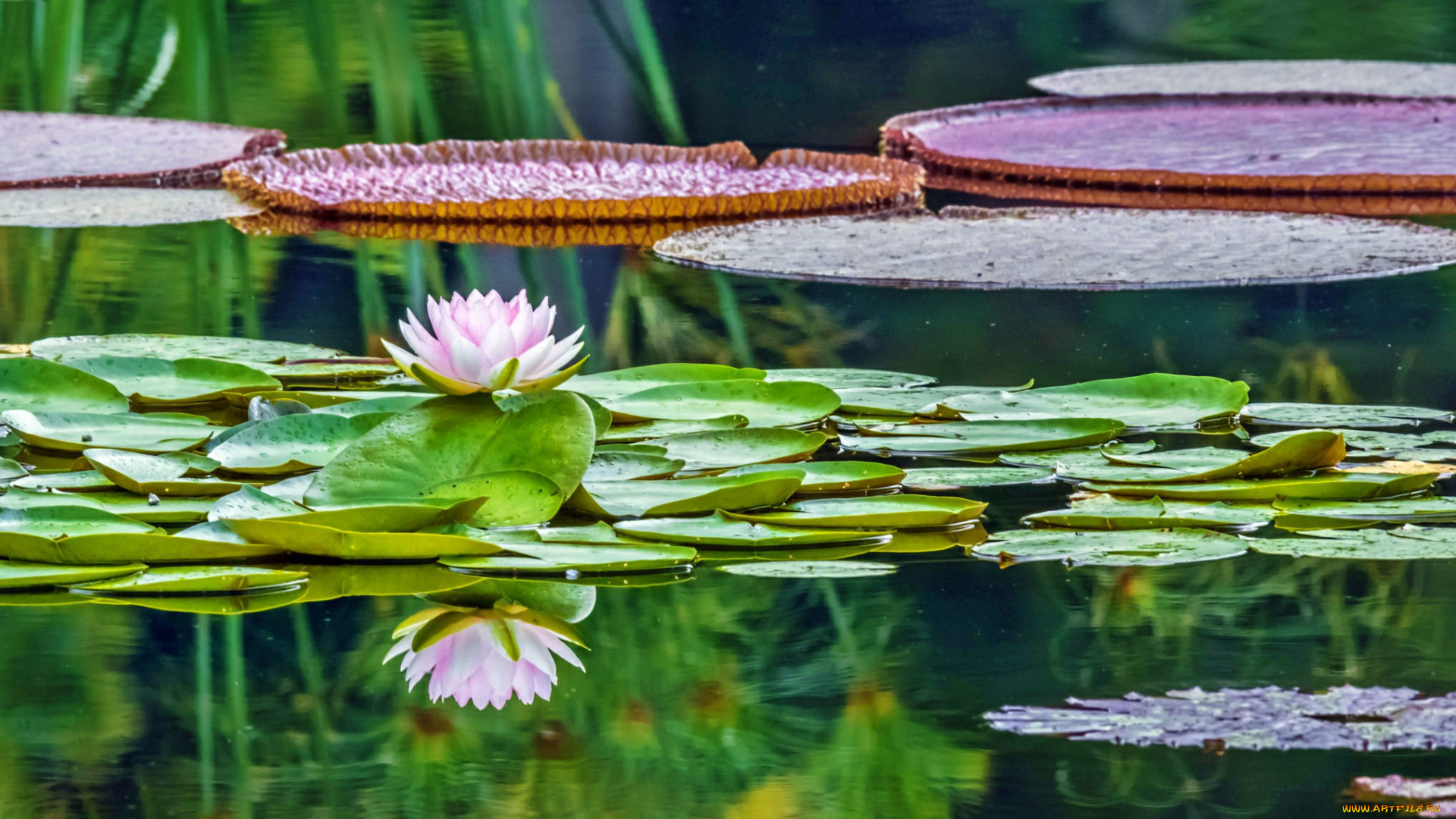 waterlily, in, reflection, цветы, лилии, водяные, , нимфеи, , кувшинки, лилия, пруд