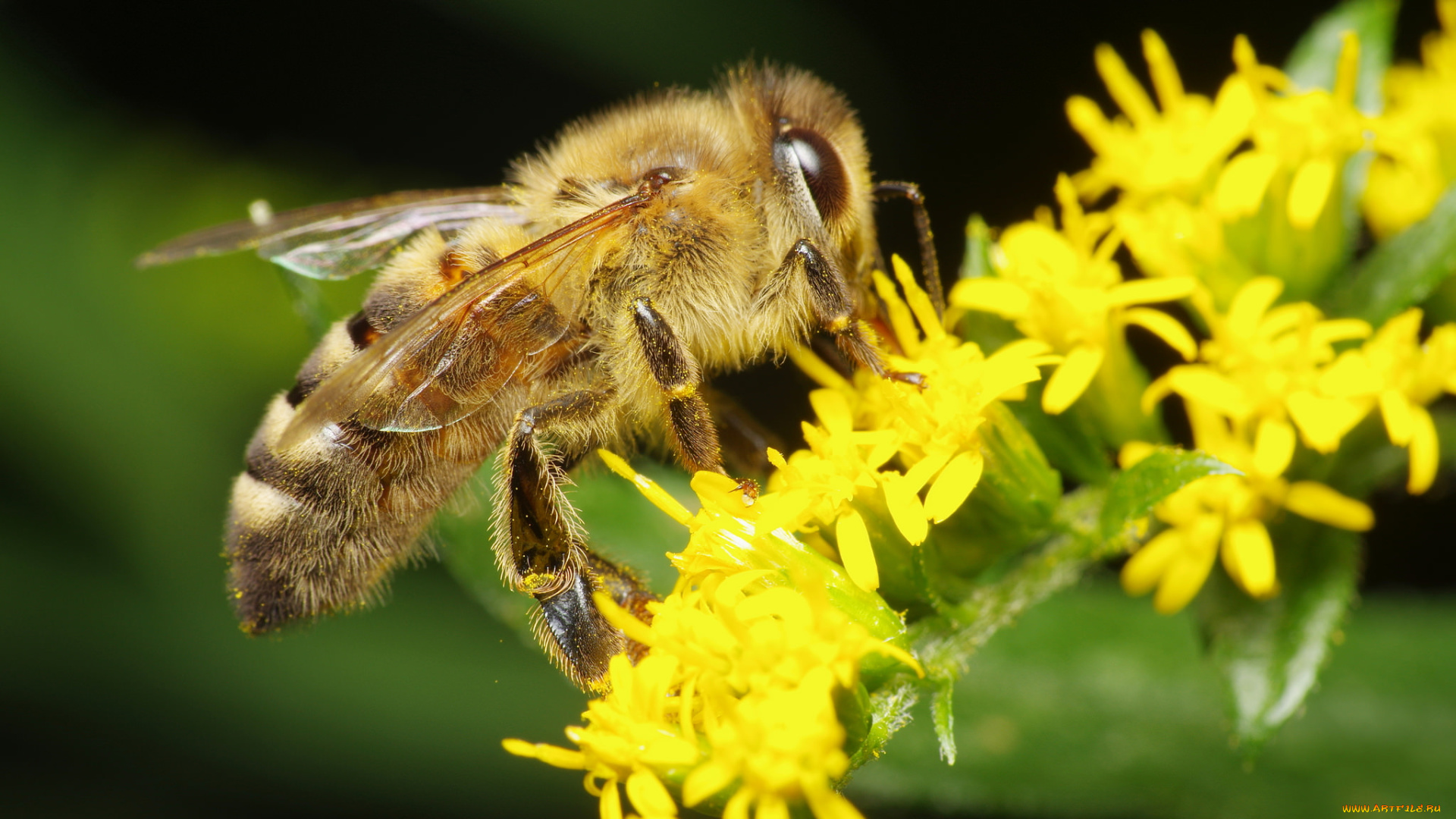 животные, пчелы, , осы, , шмели, пчела, макро, жёлтые, цветы