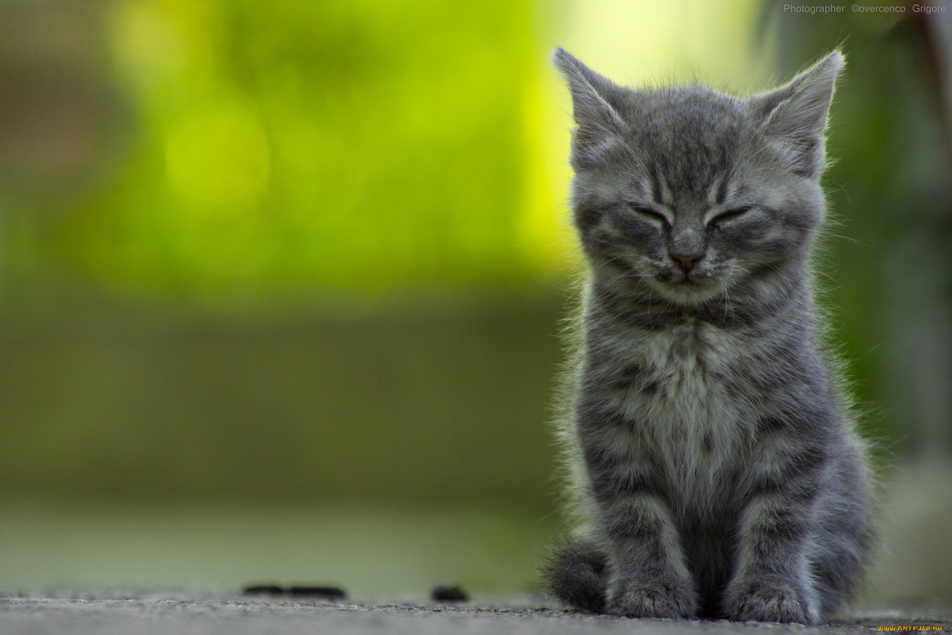 животные, коты, green, cat, котенок, спать, зеленый, кот, sleepy, kitten