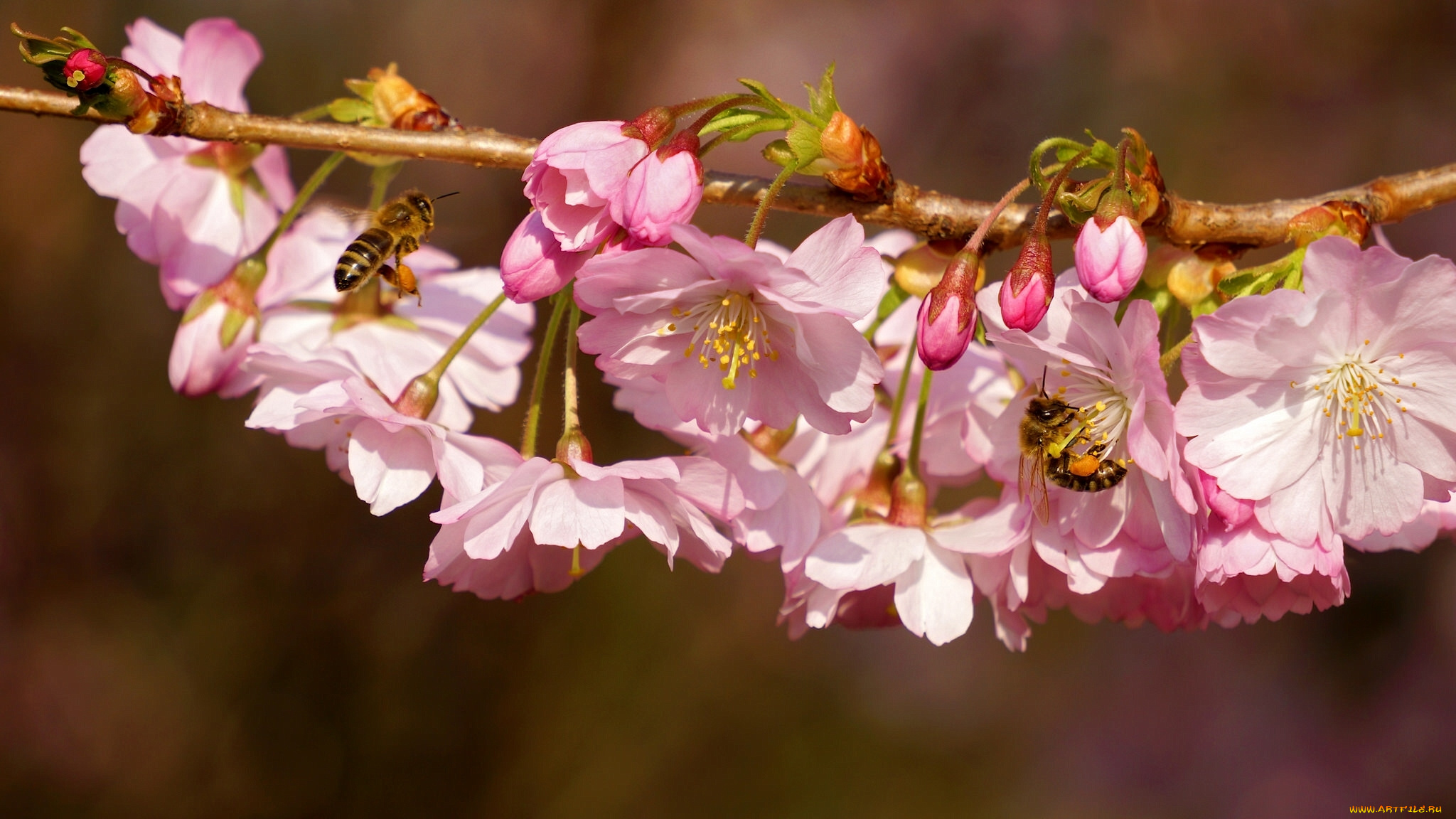 цветы, сакура, , вишня, вишня, ветка, цветение, цветки, пчёлы, насекомые, макро, весна