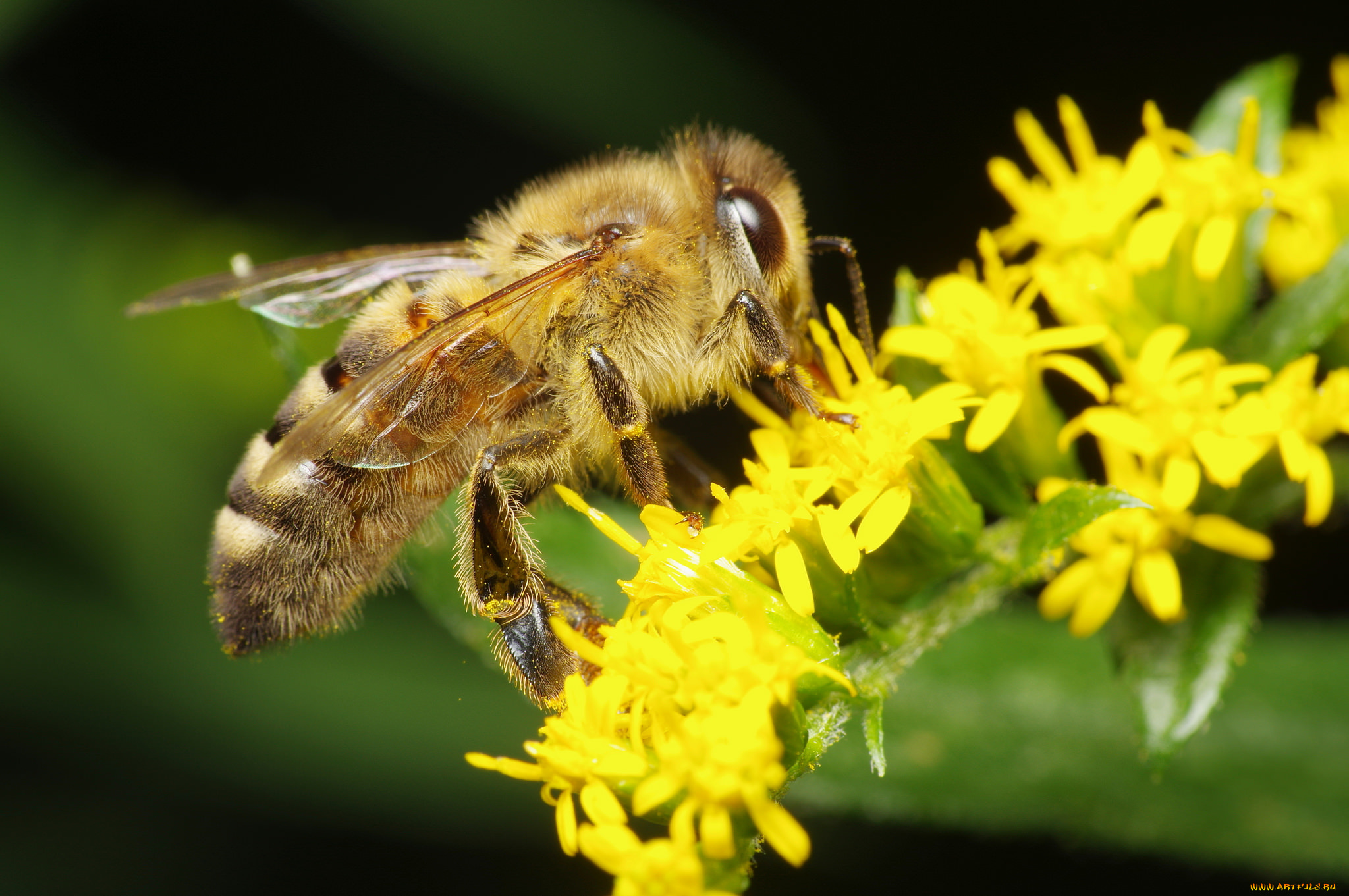 животные, пчелы, , осы, , шмели, пчела, макро, жёлтые, цветы