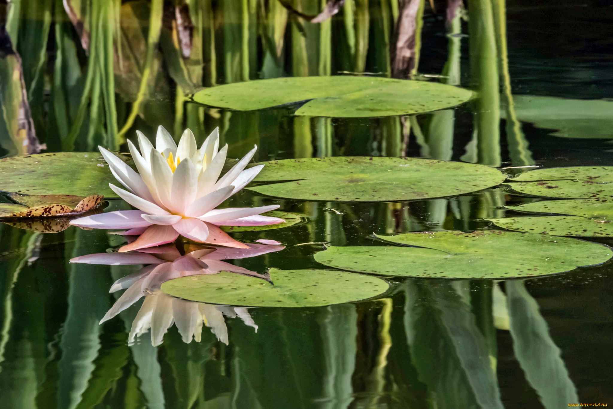 water, lily, цветы, лилии, водяные, , нимфеи, , кувшинки, пруд, лилия