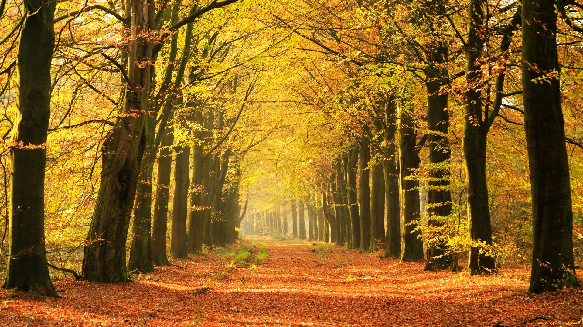 природа, дороги, листья, аллея, деревья, осень