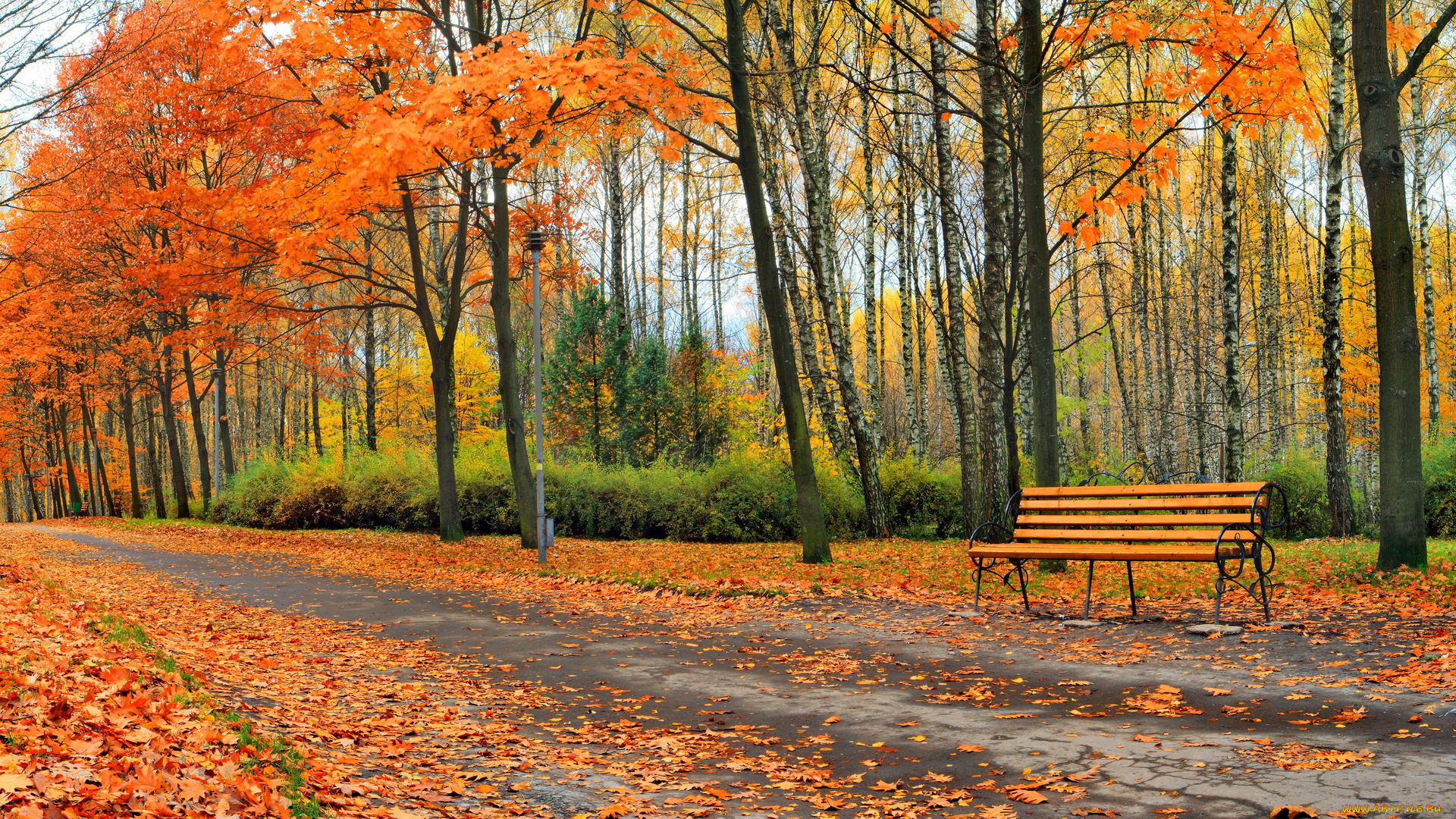 природа, парк, осень, скамейка