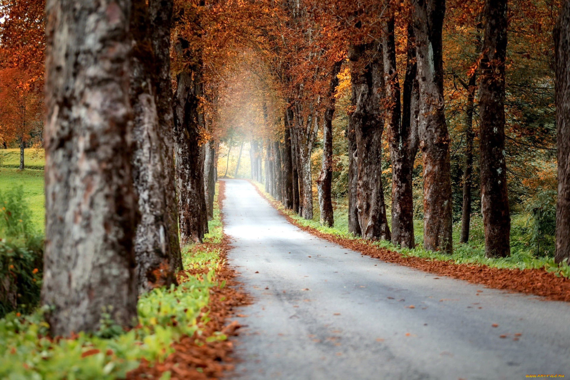 природа, дороги, листва, деревья, осень