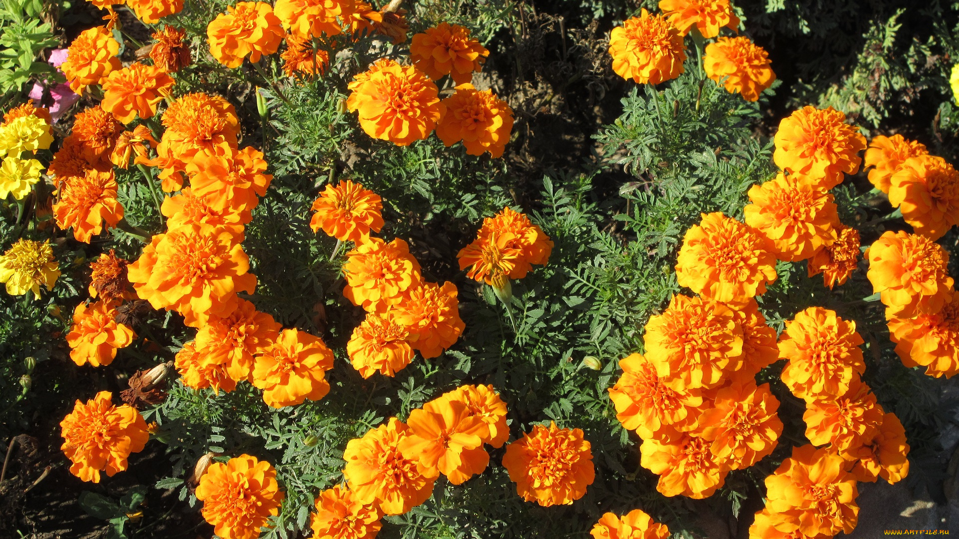 цветы, бархатцы, оранжевые