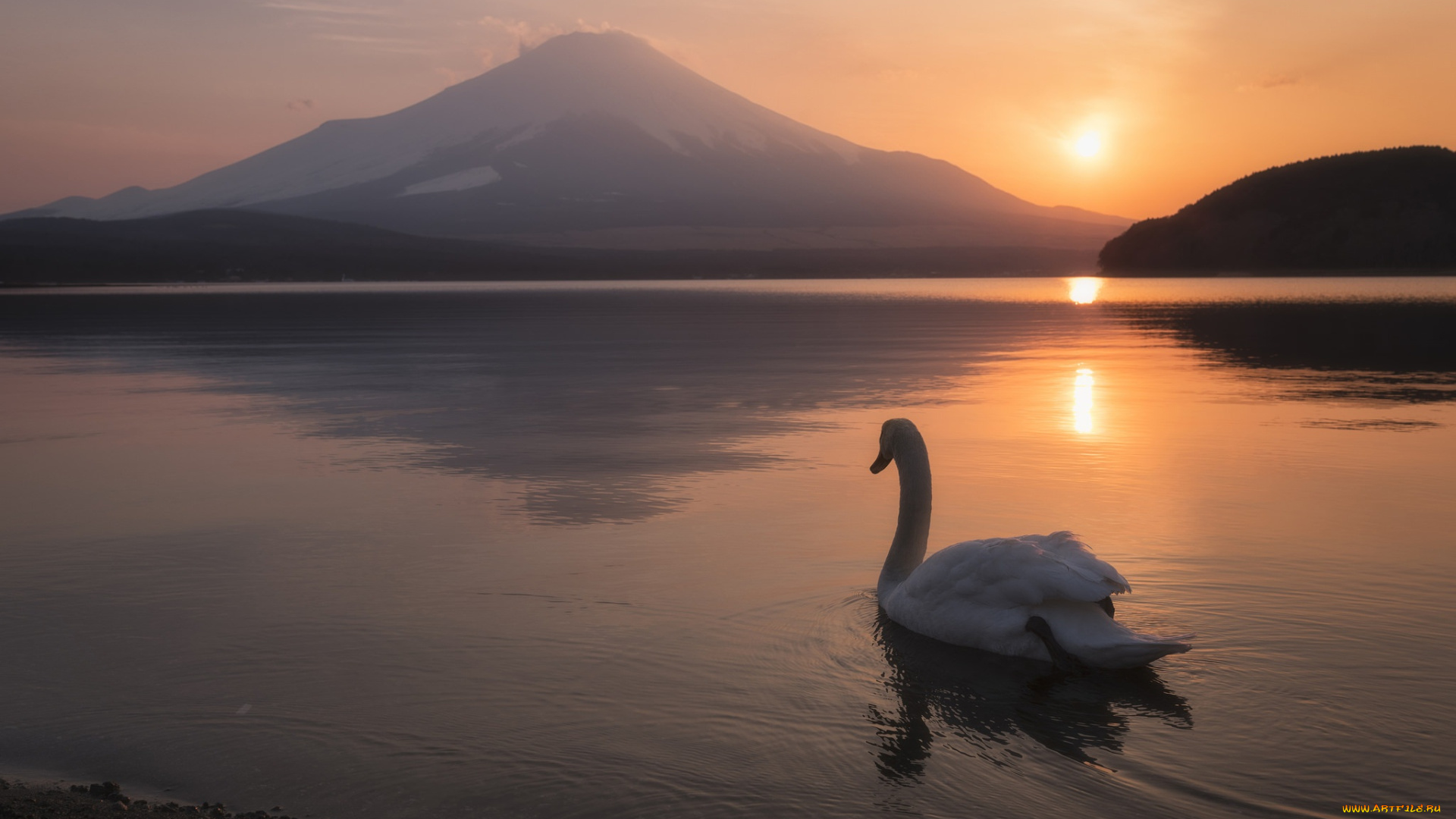 животные, лебеди, пейзаж, лебедь, фудзияма, гора, lake, yamanaka, птица, озеро, Яманака, mount, fuji, Япония, japan, вулкан, закат