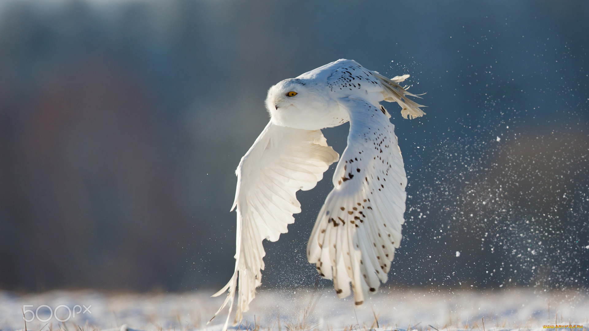 животные, совы, зима, полет, полярная, белая, сова