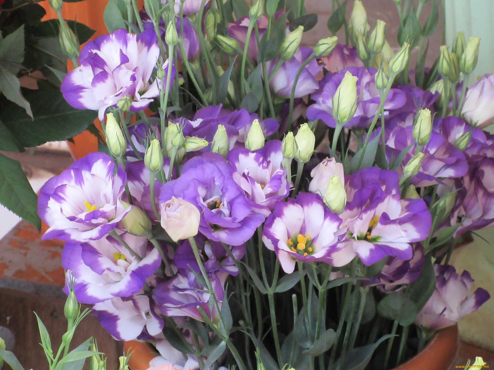 цветы, эустома, фиолетовые
