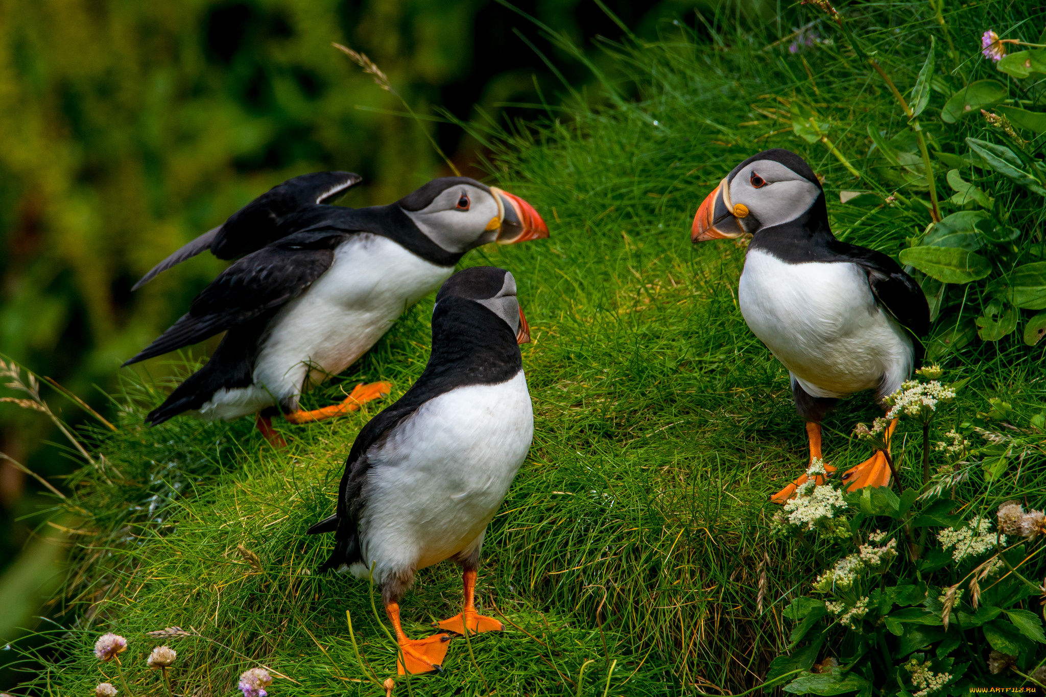 животные, тупики, puffin, профиль, птица, блики, цветы, атлантический, тупик