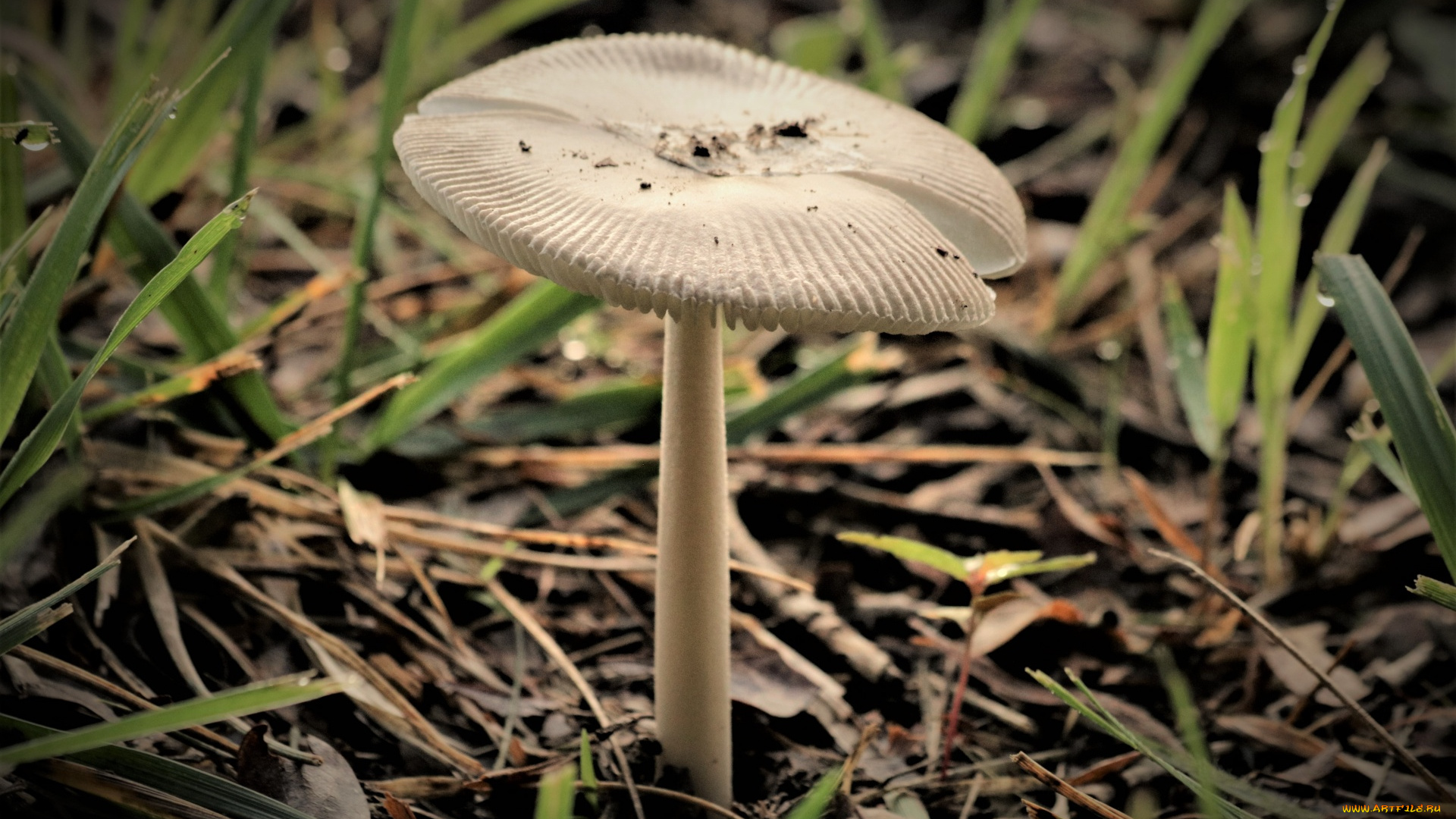 природа, грибы, белая, шляпка, гриб