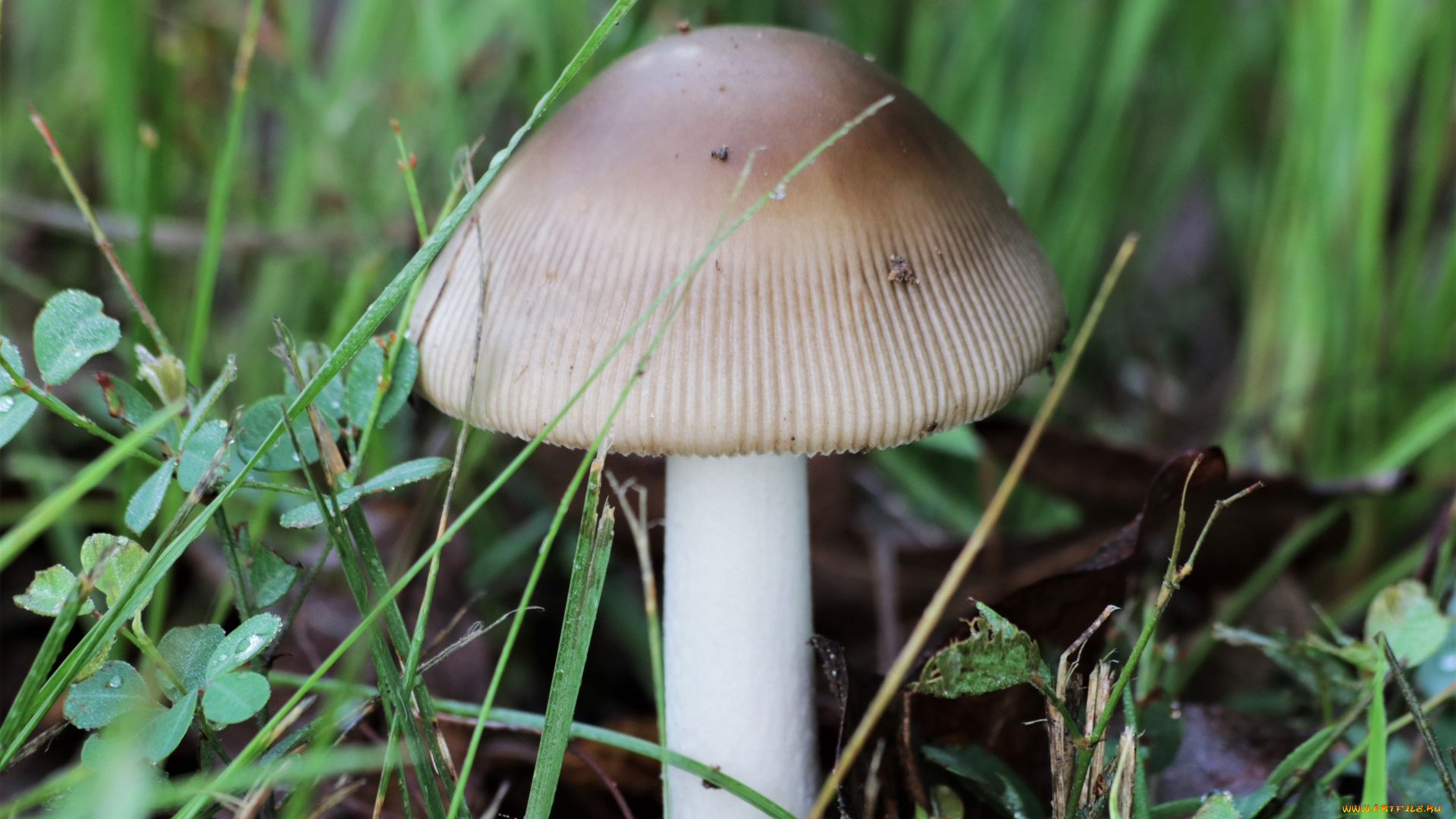 природа, грибы, одиночка