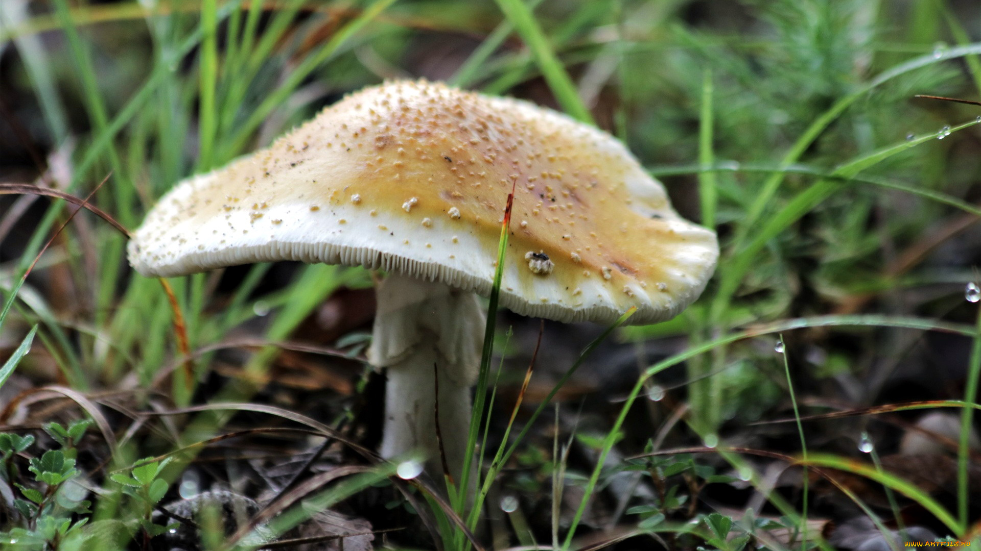 природа, грибы, шляпка