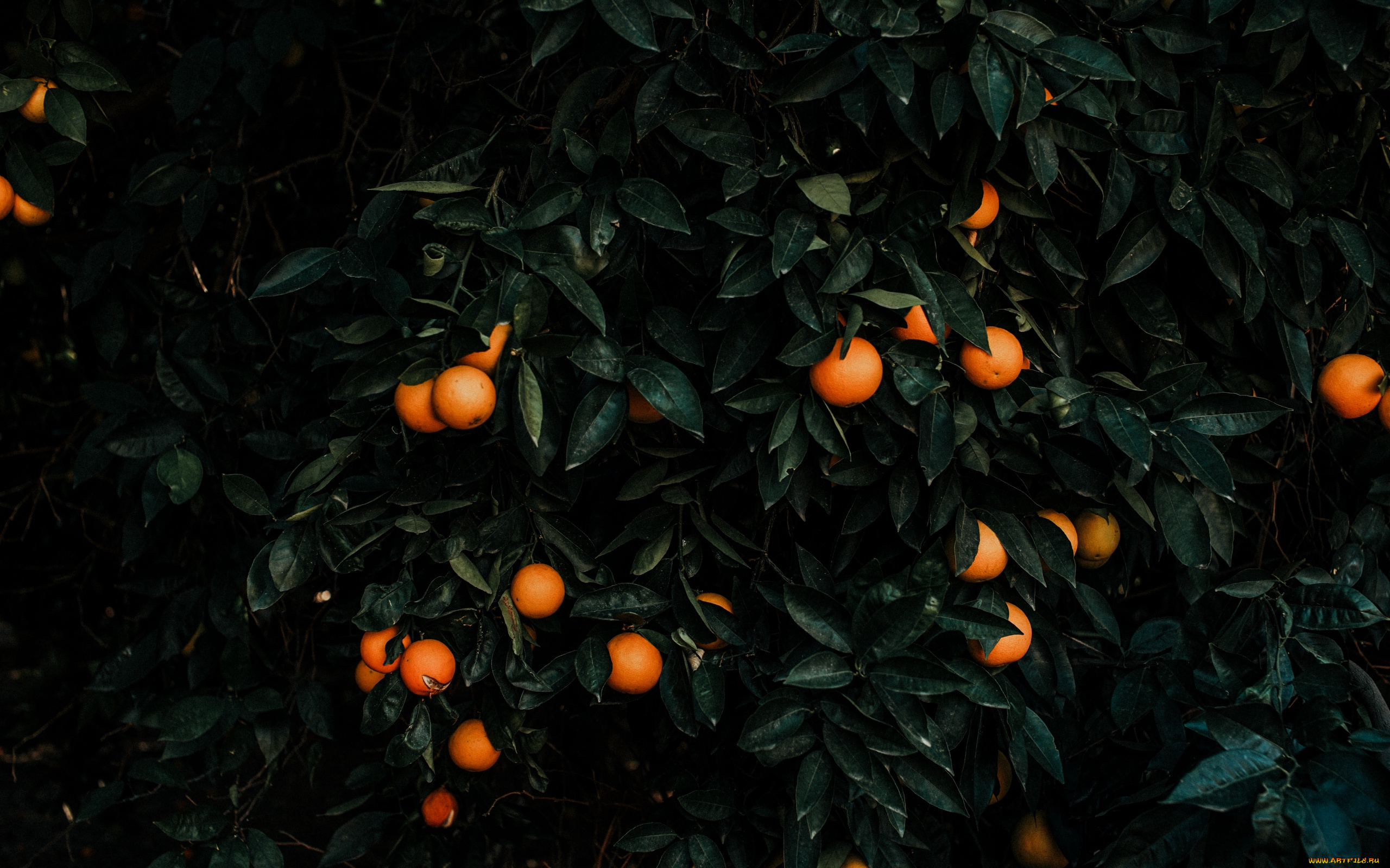 природа, плоды, мандарины