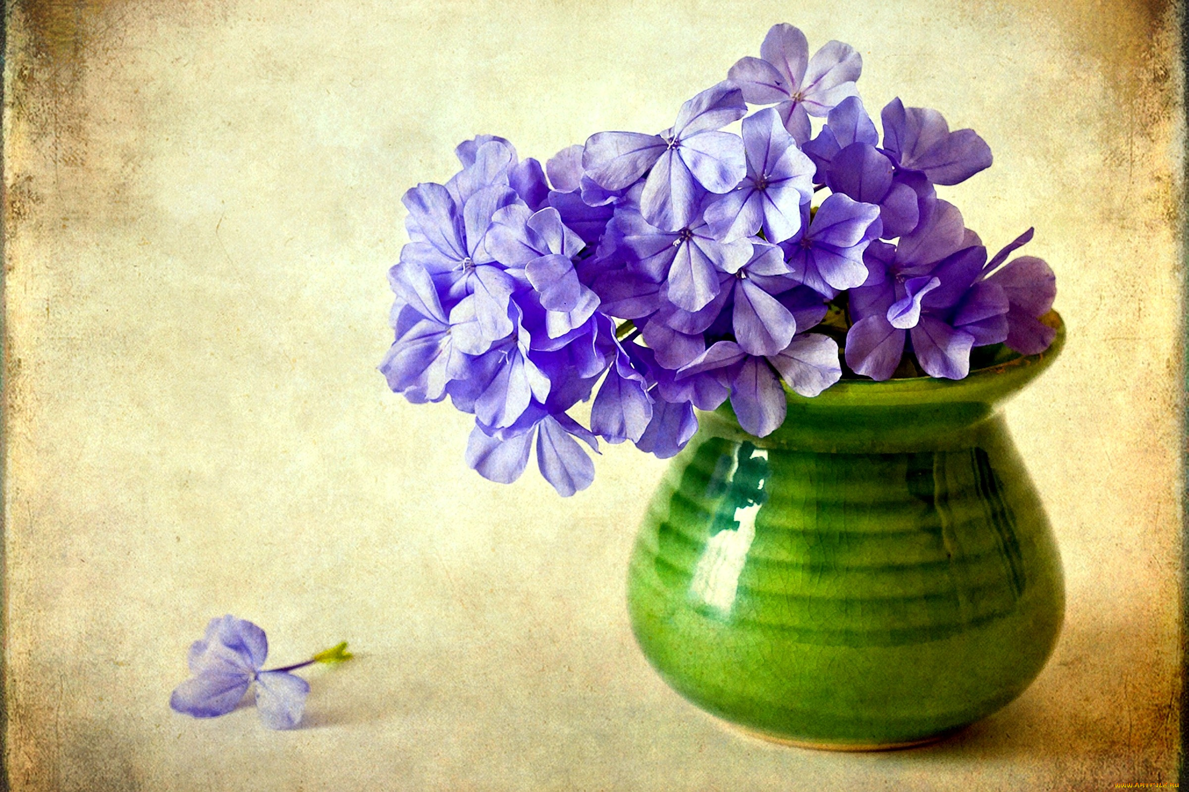 цветы, плюмбаго, свинчатка, фиолетовый, ваза