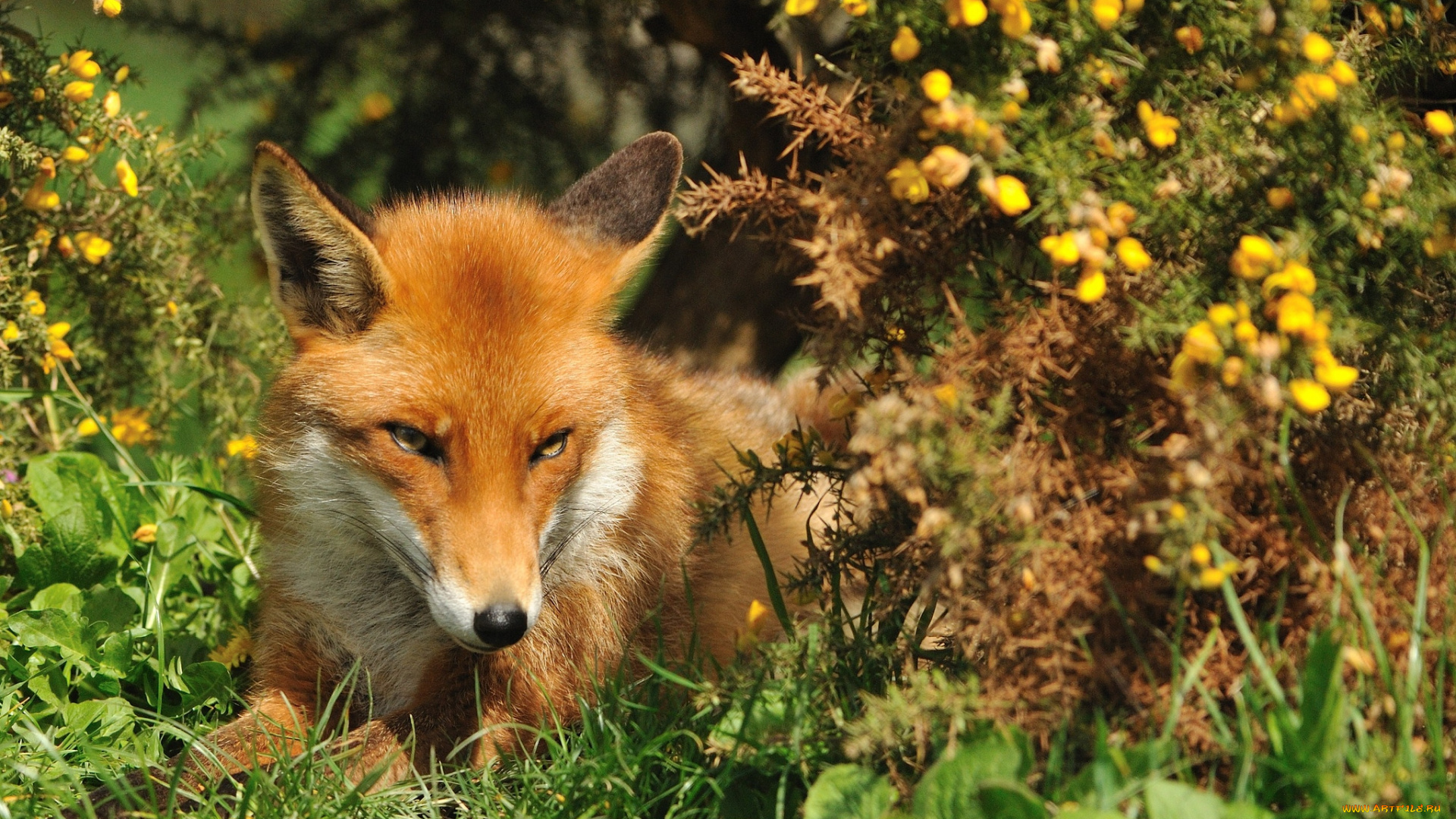 Fox in forest. Лиса. «Лиса в лесу». Лисица летом в лесу.