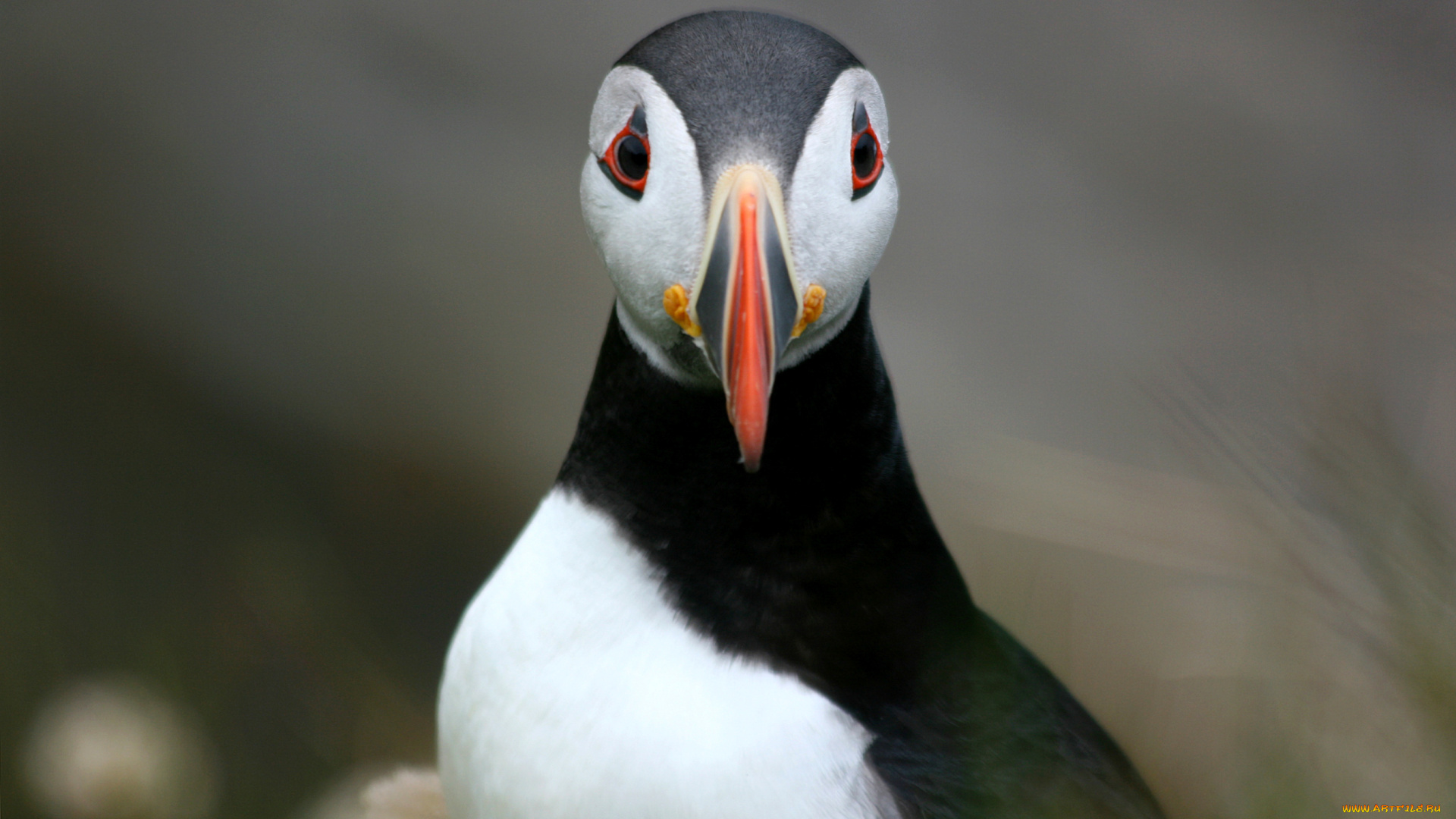 животные, тупики, puffin, fratercula, arctica, bird, атлантический, тупик