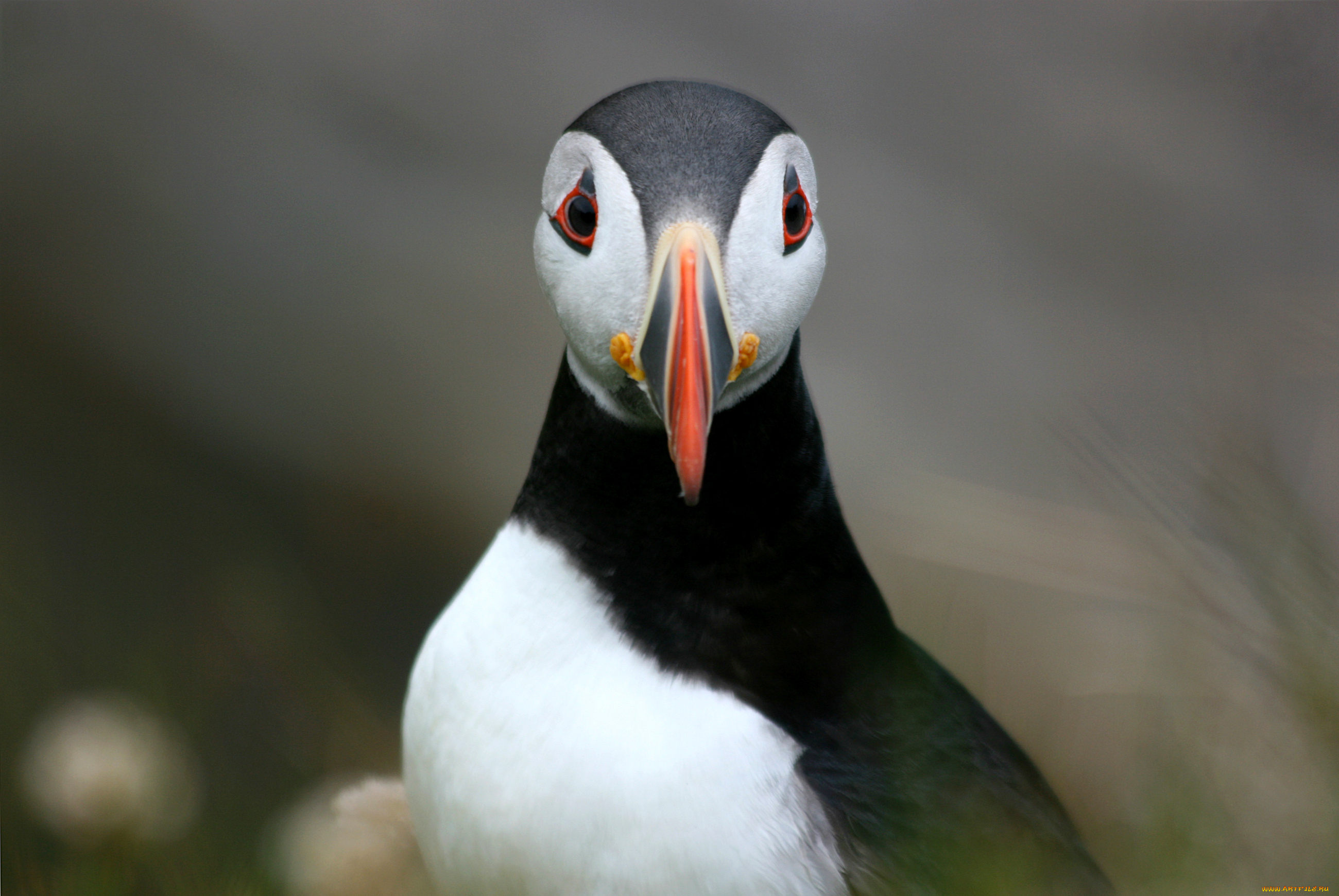 животные, тупики, puffin, fratercula, arctica, bird, атлантический, тупик