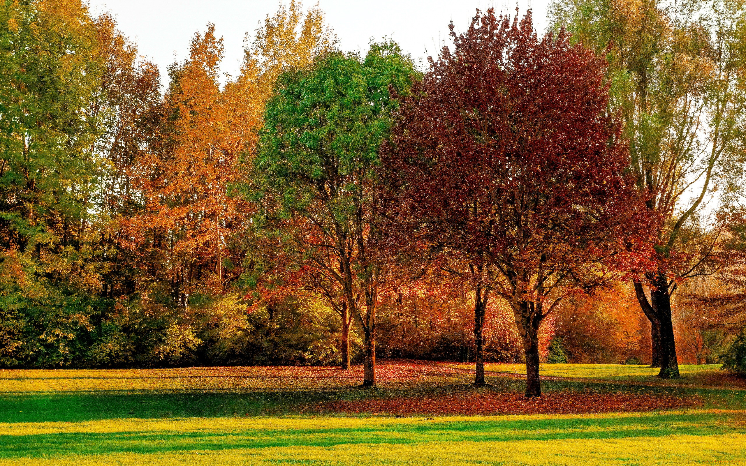 природа, парк, осень, листопад, деревья